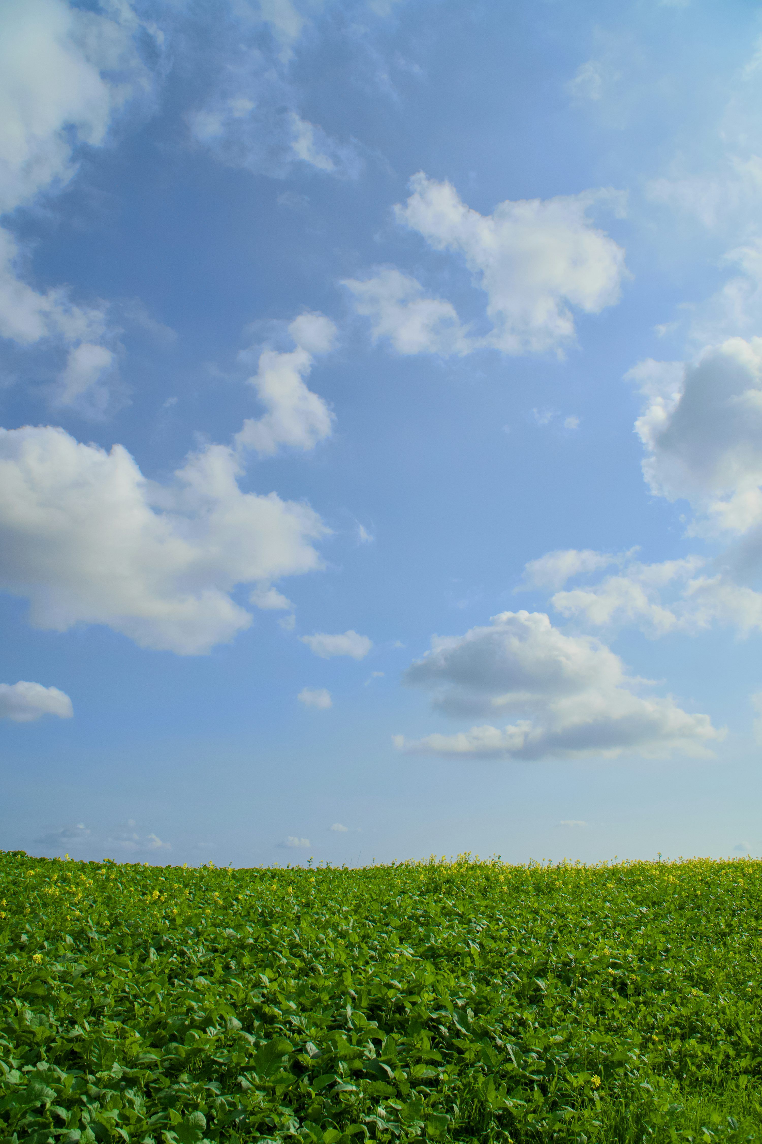 3000x4500 Green field under a bright blue sky. photo