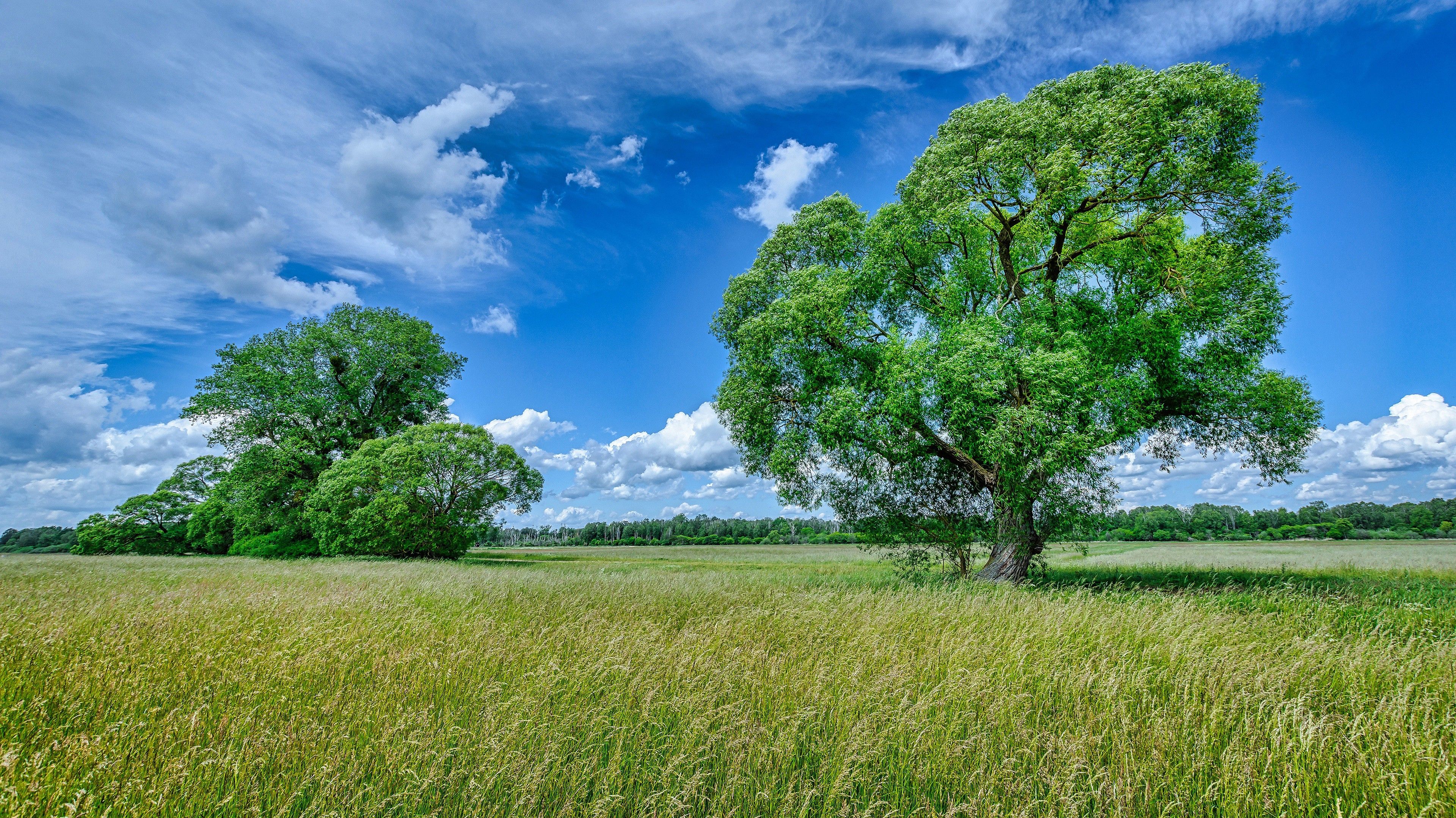 3840x2160 Field And Green Trees With Blue Sky And Clouds Background During Summer 4K HD Nature Wallpaper