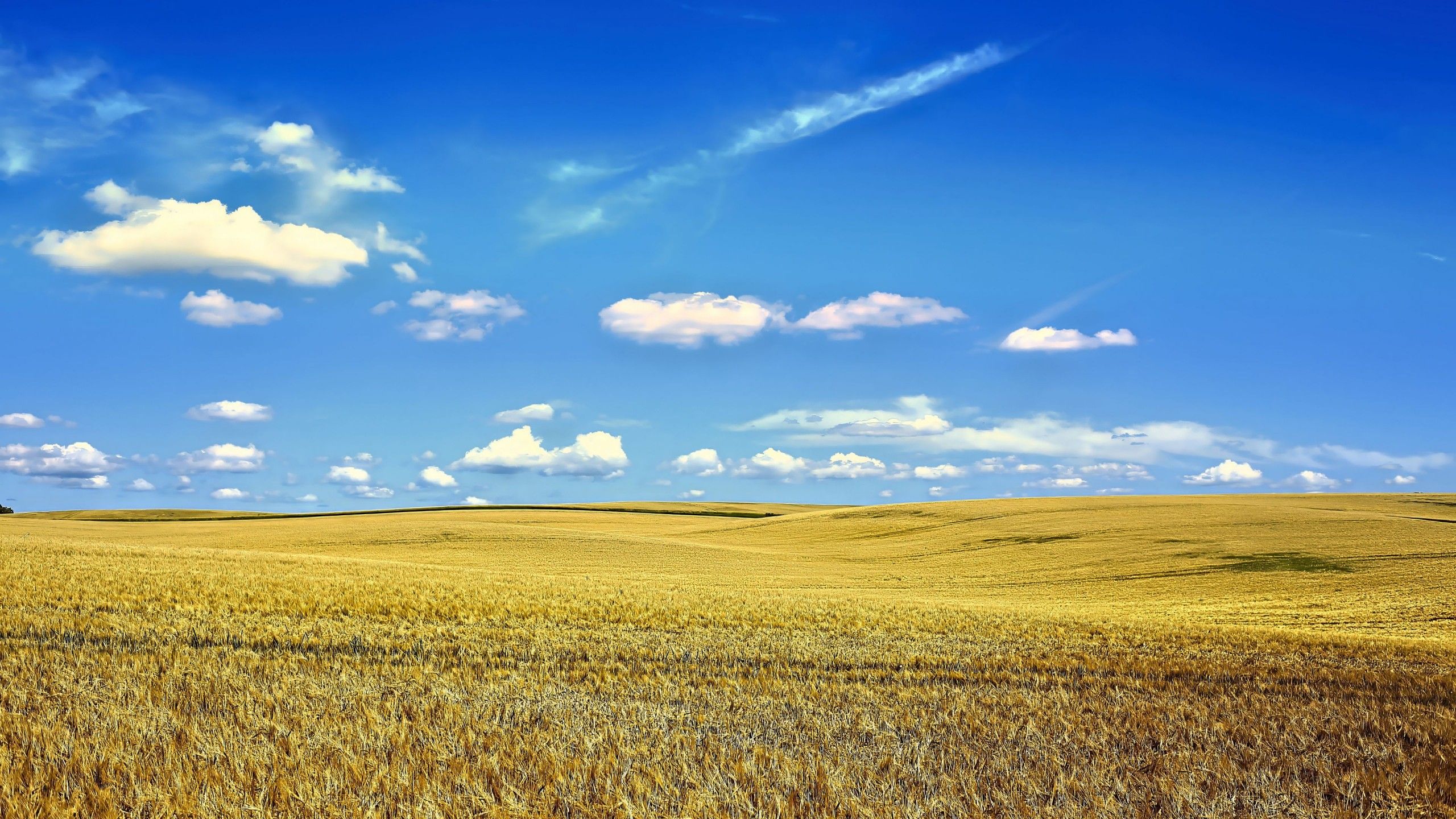 2560x1440 beautiful landscape field sky clouds grass field autumn wallpaper background 4K HD Nature Wallpaper