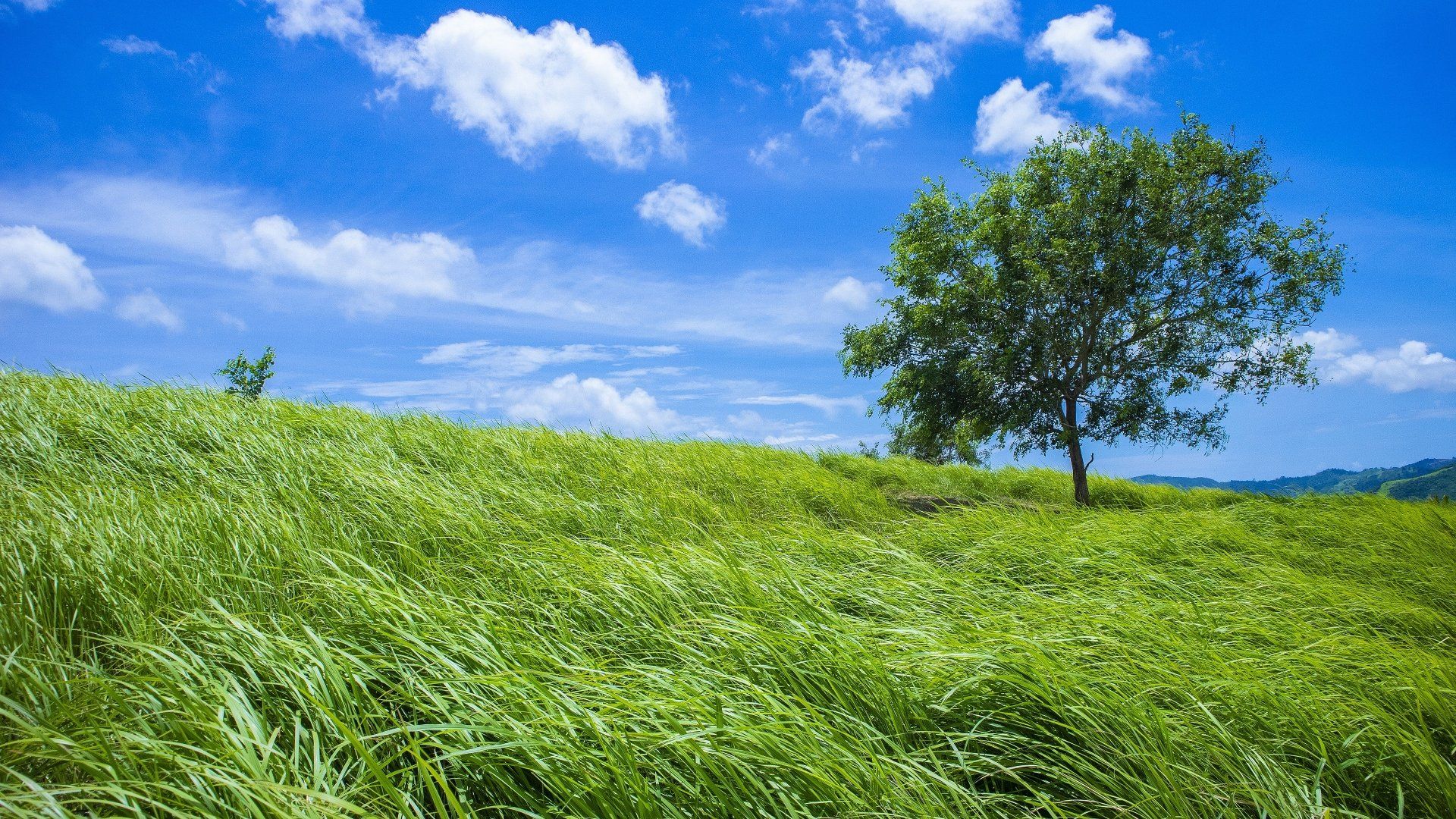 1920x1080 Download Grass Sky Summer Field Nature Tree 4k Ultra HD Wallpaperx2160