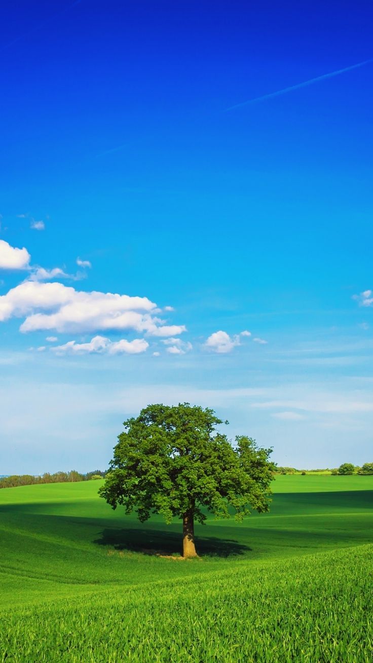 736x1309 Wallpaper HD
