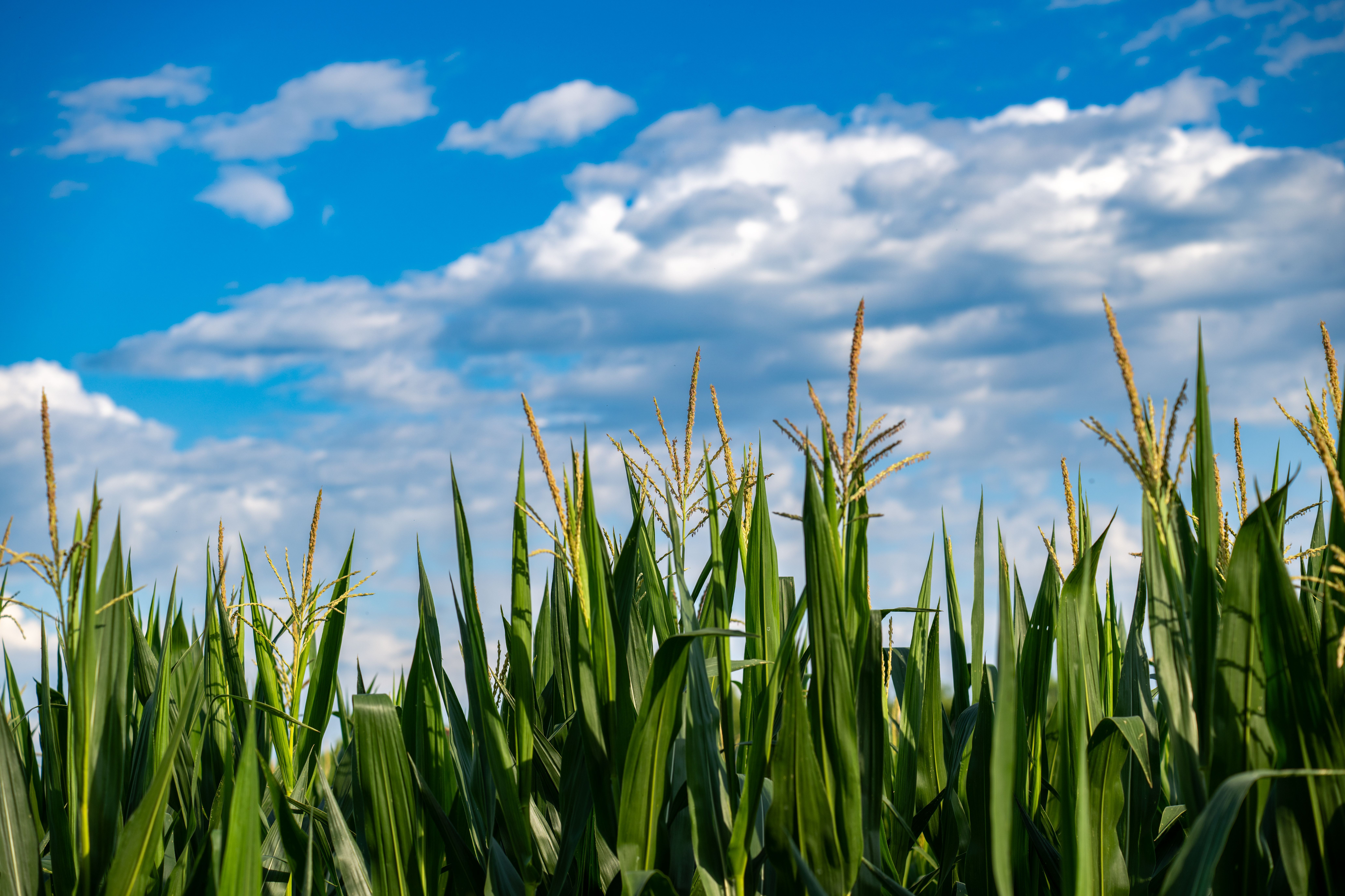 8256x5504 Corn Fields Under White Clouds With Blue Sky during Daytime · Free