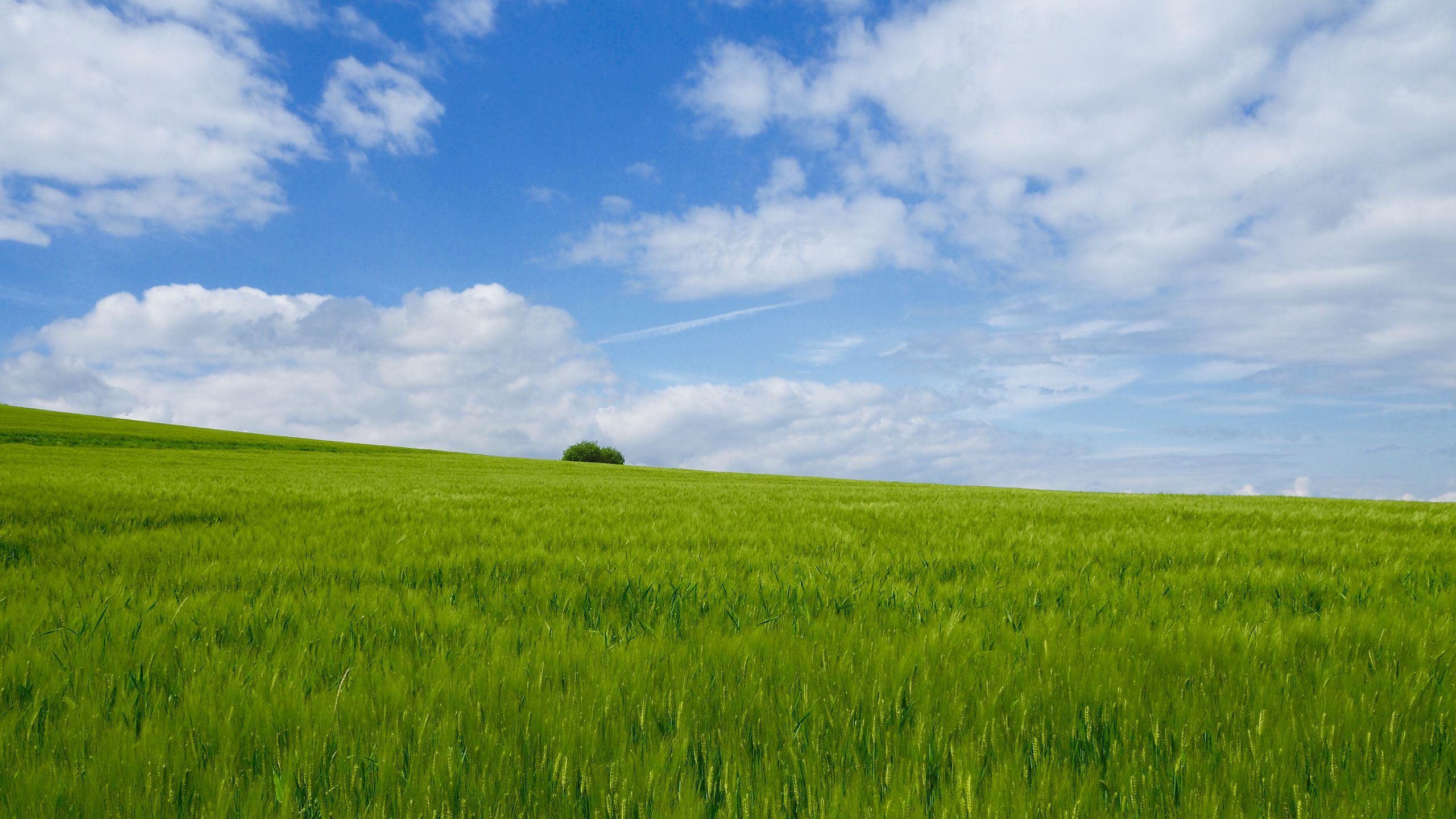 2560x1440 Download wallpaper 2560x1440 grass, field, horizon, bush, sky widescreen 16:9 HD background