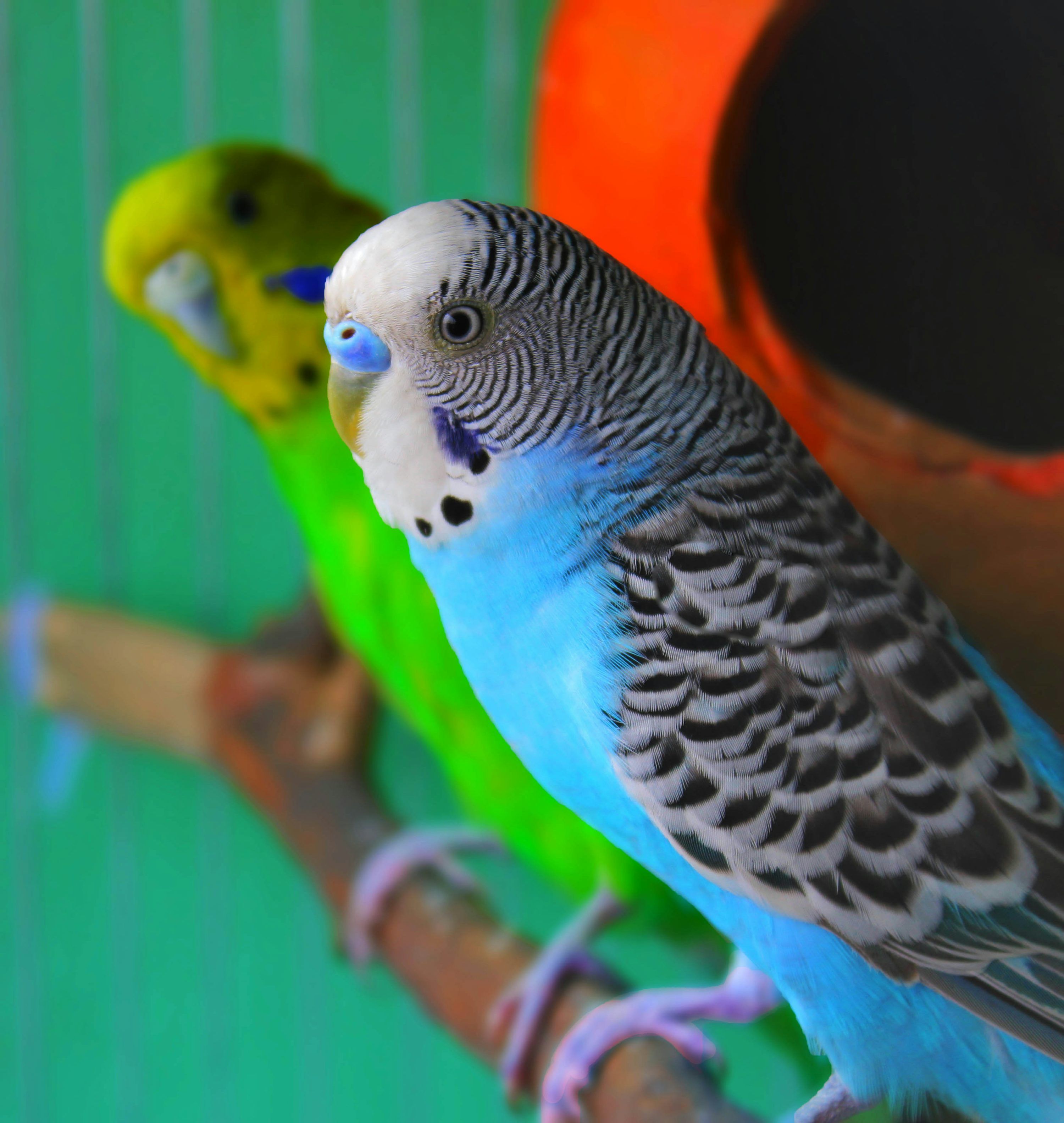 3000x3165 Australian Parrot Picture. Download Free Image