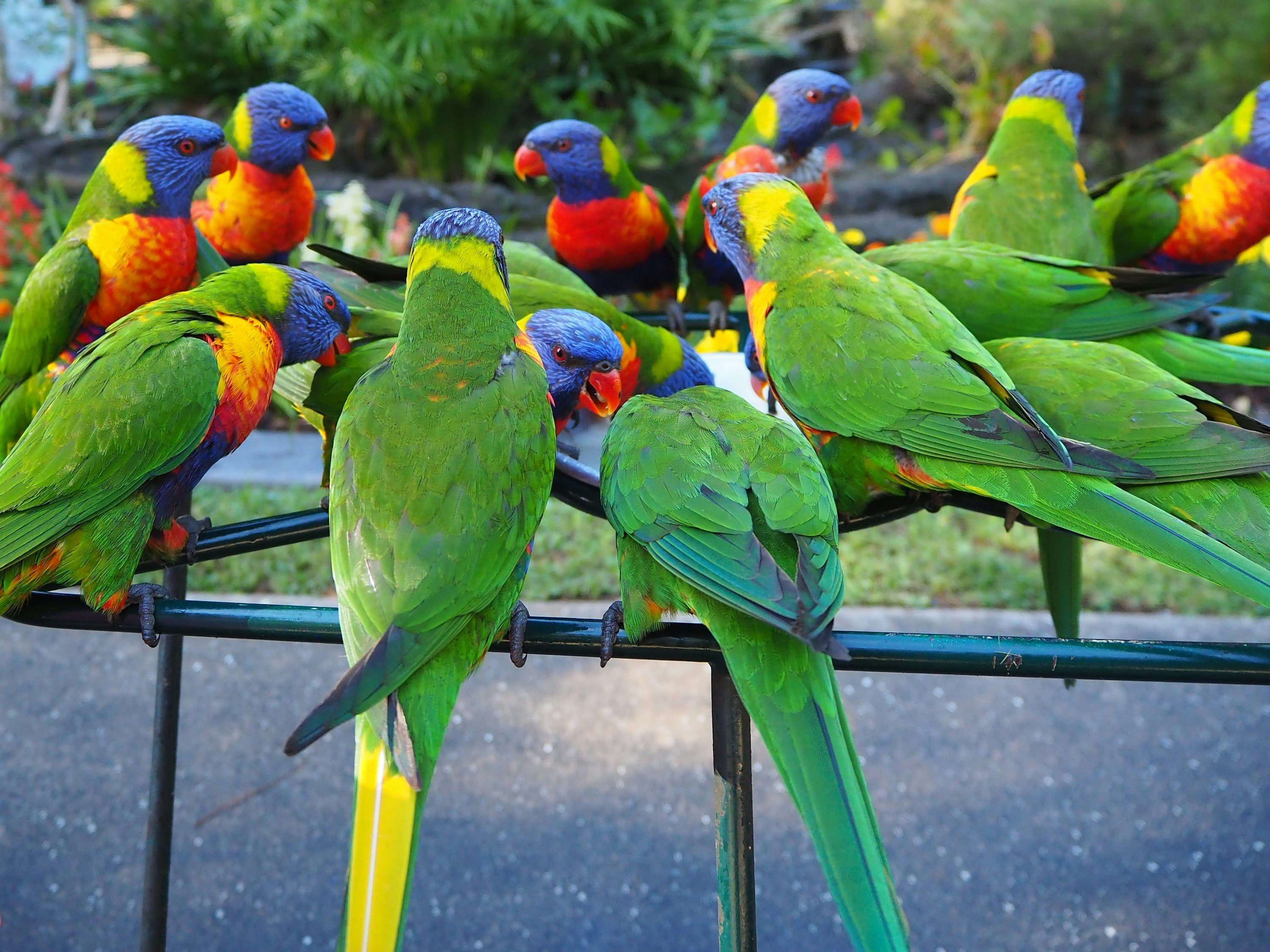 3000x2250 Australian Parrot Picture. Download Free Image