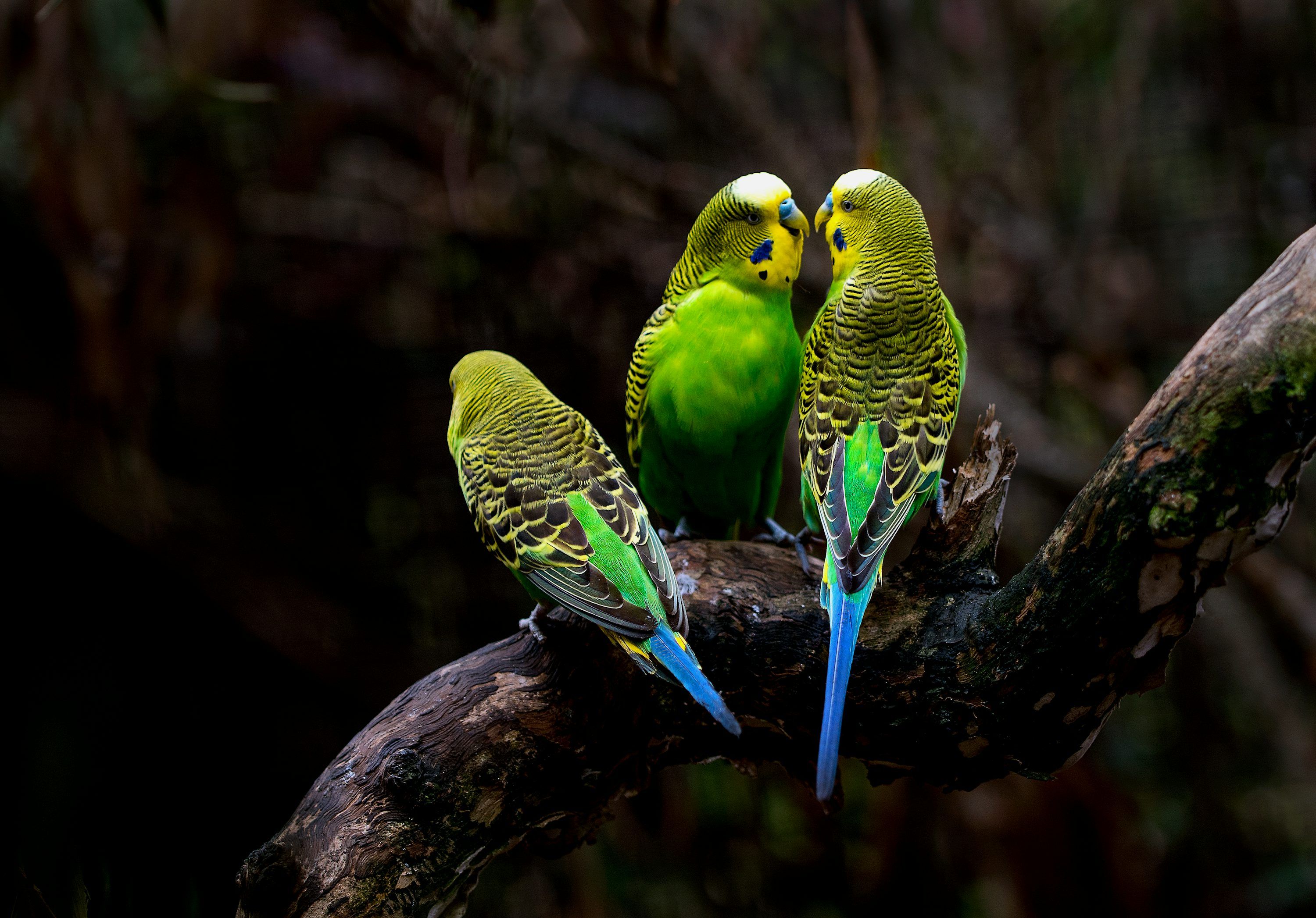 3000x2094 Australian Parrot Picture. Download Free Image