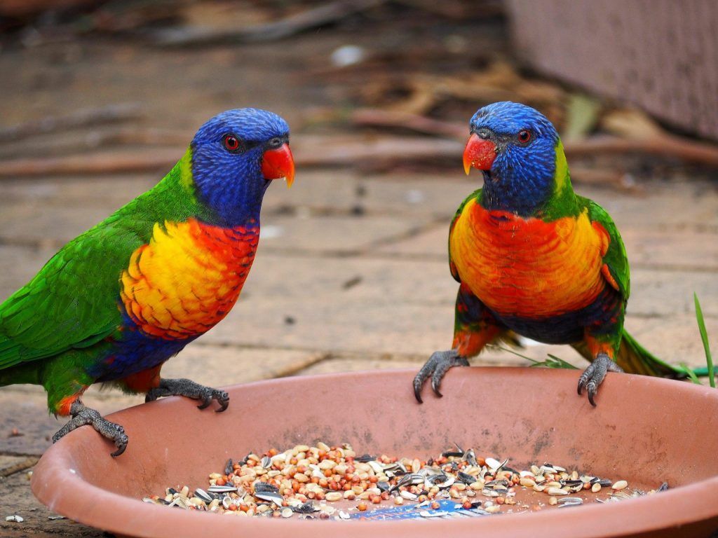 1024x768 Common Native Australian Birds of the Blue Mountains of the Blue Mountains