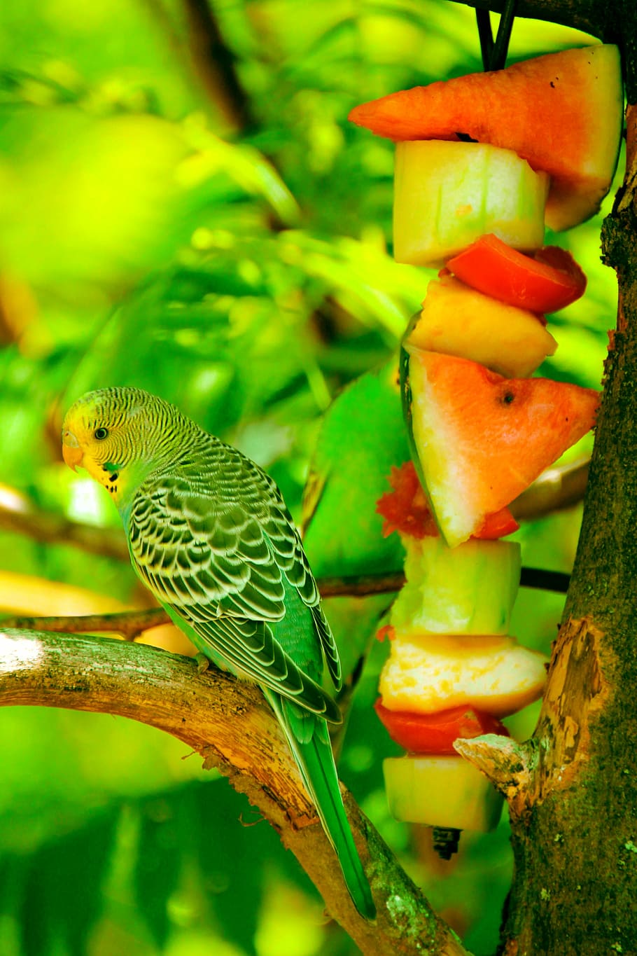 910x1365 Australian parrot 1080P, 2K, 4K, 5K HD wallpaper free download