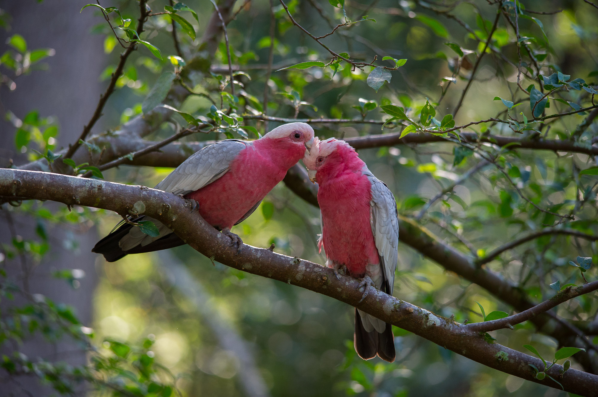2000x1331 Natural History: Australian Parrots