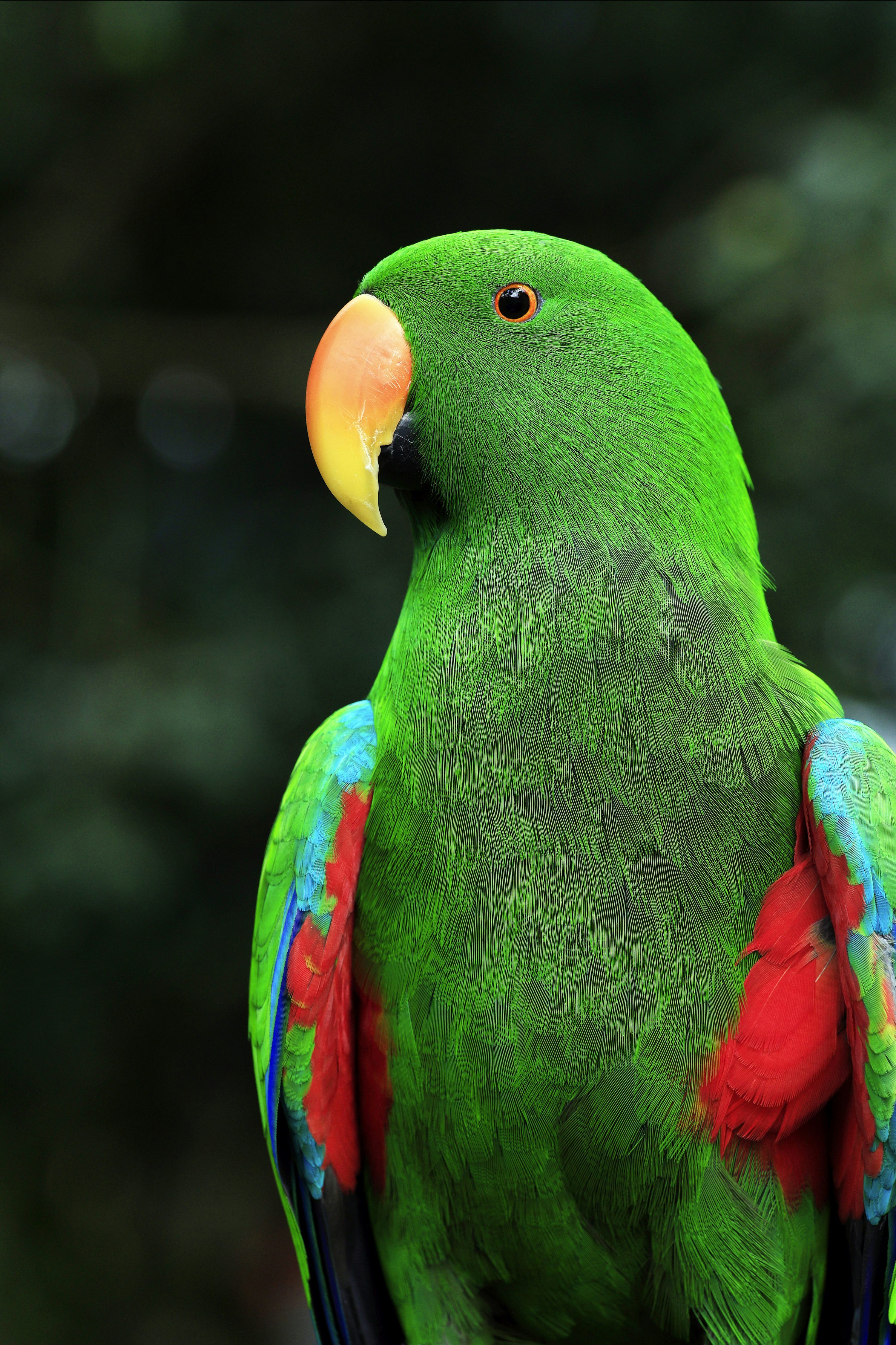 3000x4500 Australian Parrot Picture. Download Free Image