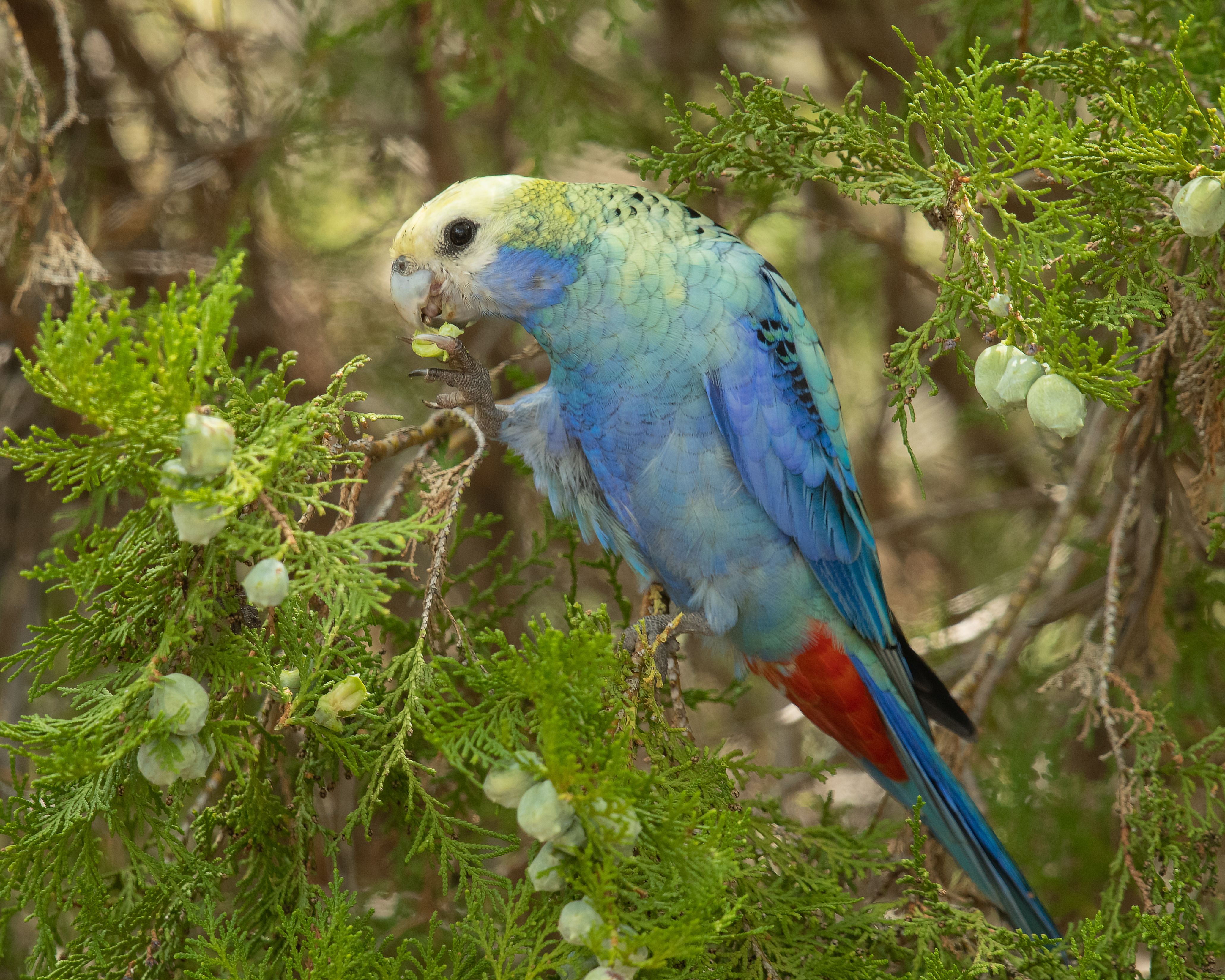 4123x3299 Pale Headed Rosella