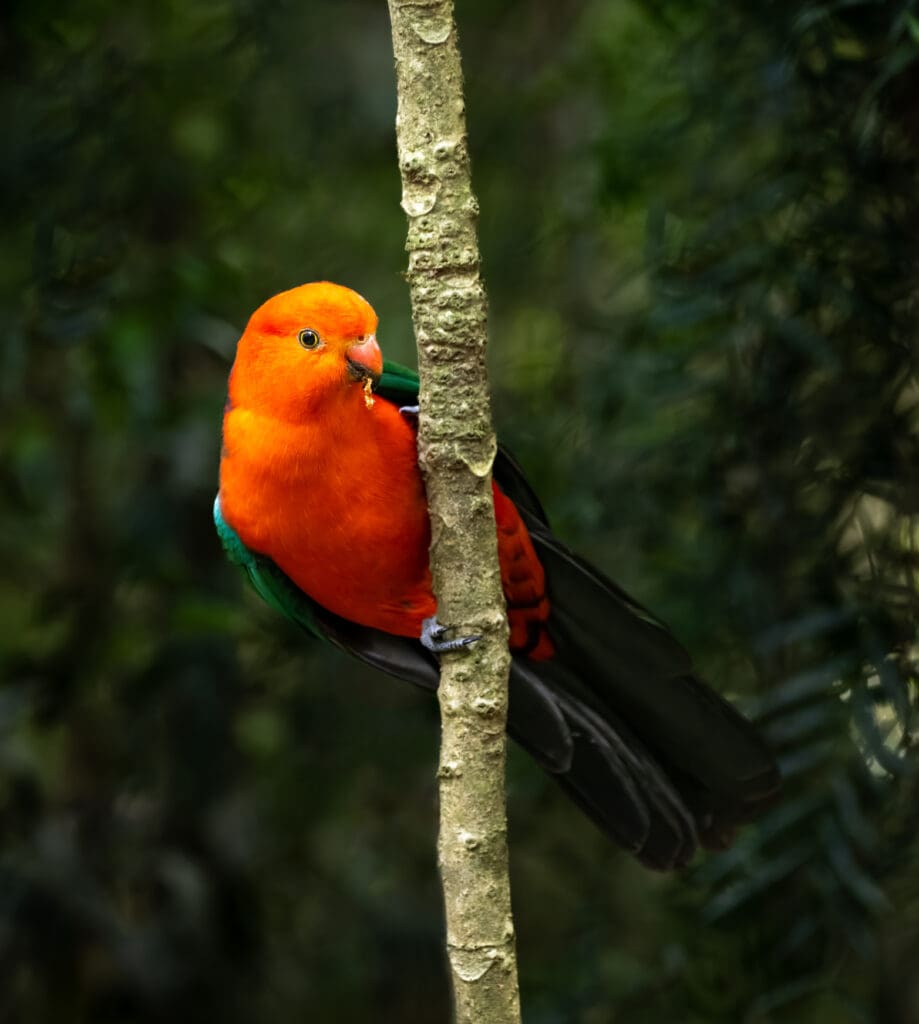 919x1024 Australian King Parrot. World Parrot Trust