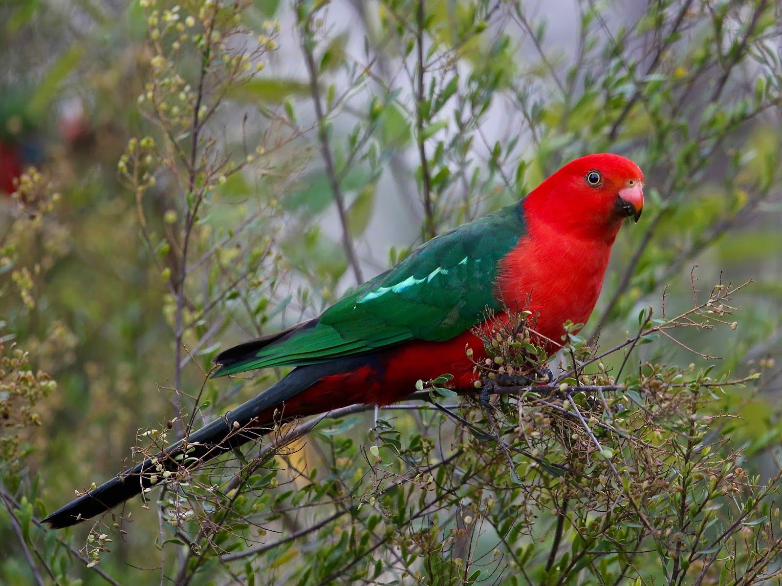 1600x1200 Avithera: Australian King Parrot