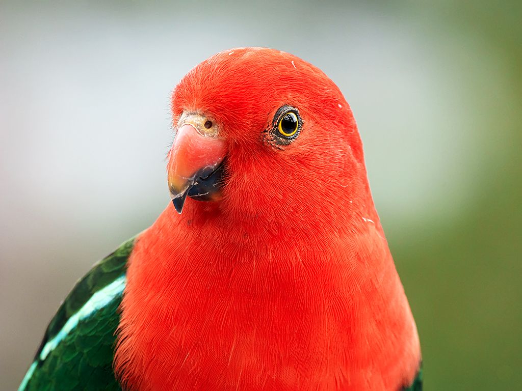 1024x768 Australian King Parrot (Alisterus Scapularis). Wamboin, NSW