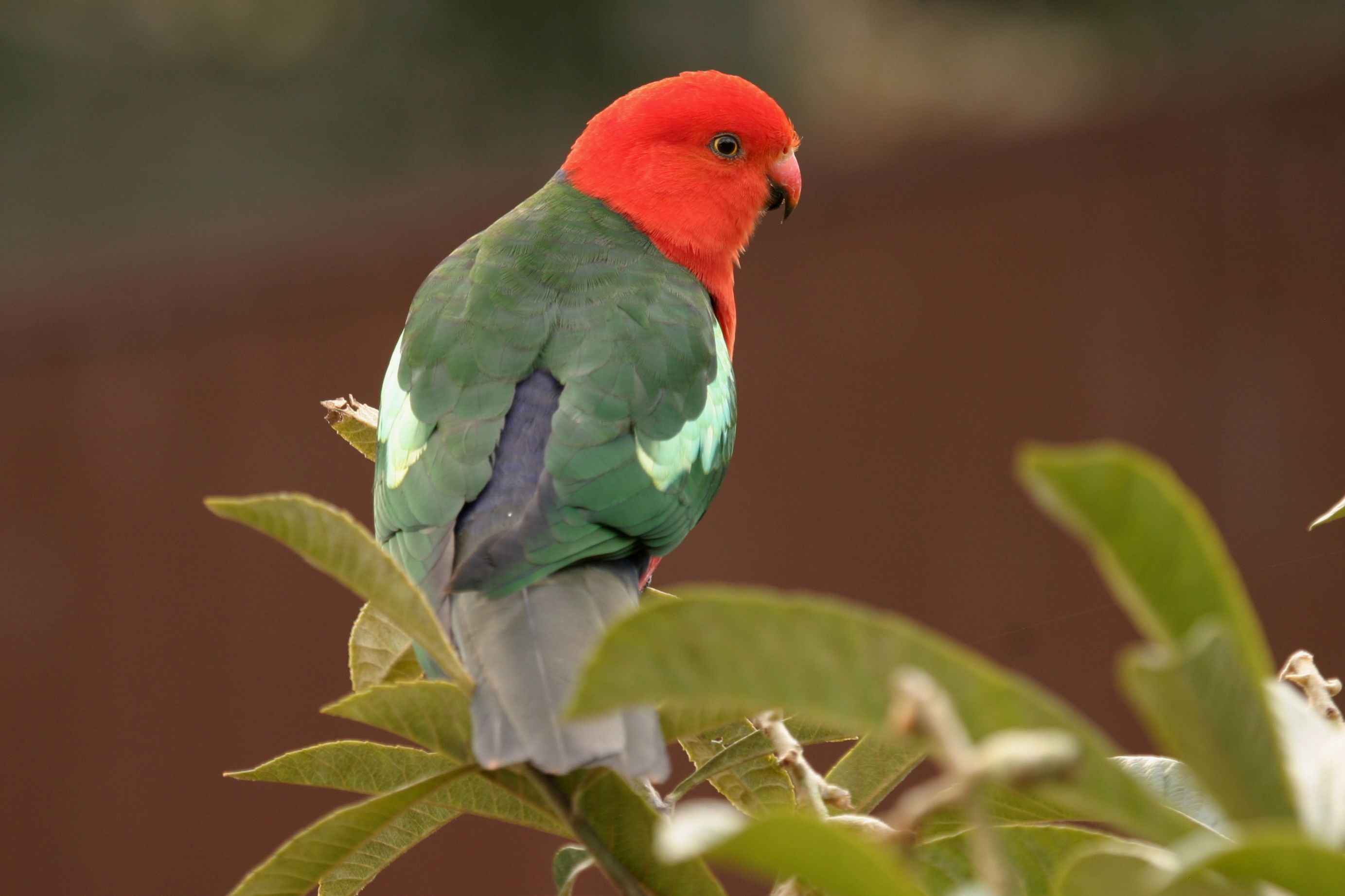 2766x1843 Australian King Parrot. BIRDS In BACKYARDS