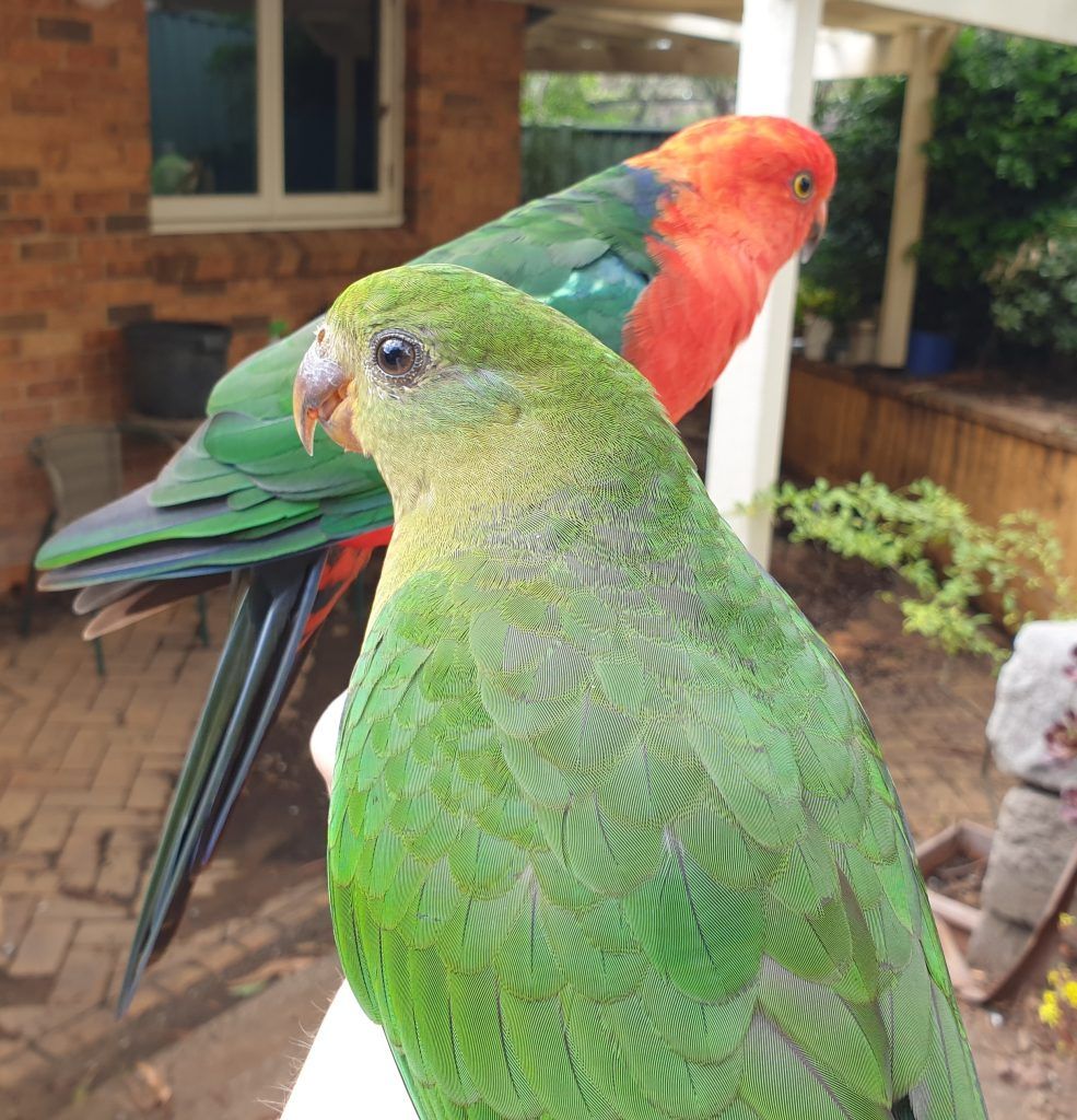985x1024 Common Native Australian Birds of the Blue Mountains of the Blue Mountains