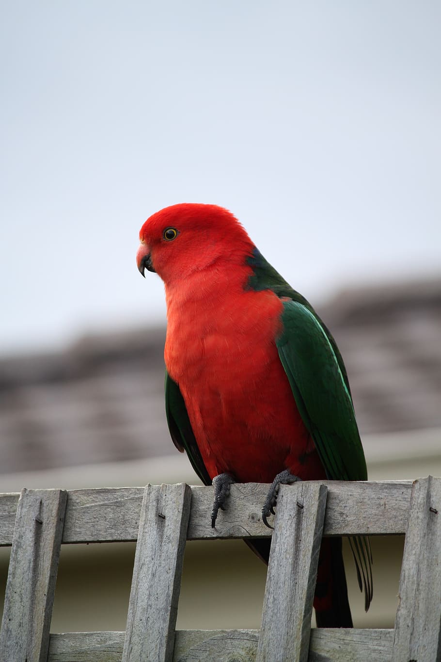 910x1365 Australian king parrot 1080P, 2K, 4K, 5K HD wallpaper free download