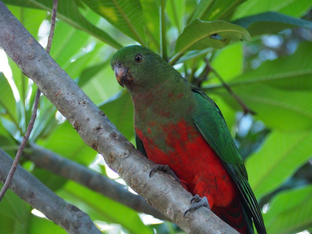 1024x768 Common Native Australian Birds of the Blue Mountains of the Blue Mountains
