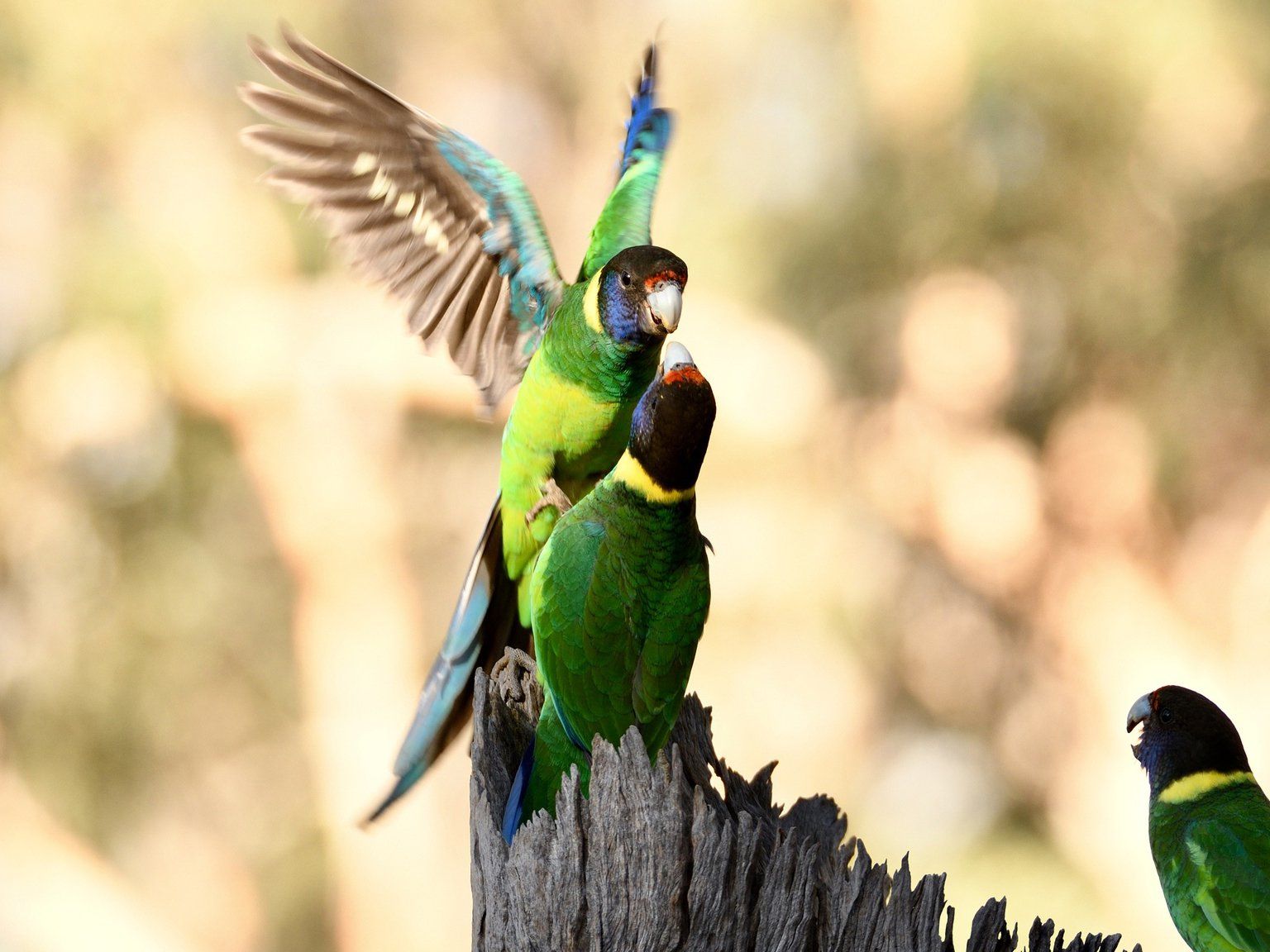 1536x1152 Australian Ringneck Australian Museum