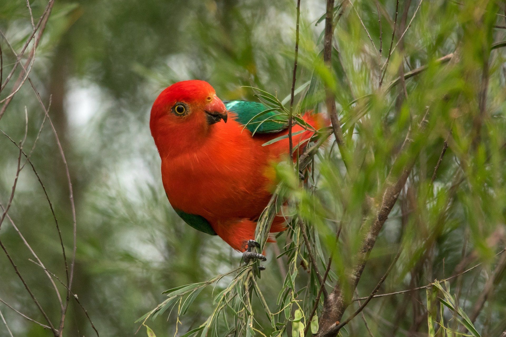 1920x1280 Download Australian King Parrot Animal King Parrot HD Wallpaperx1365