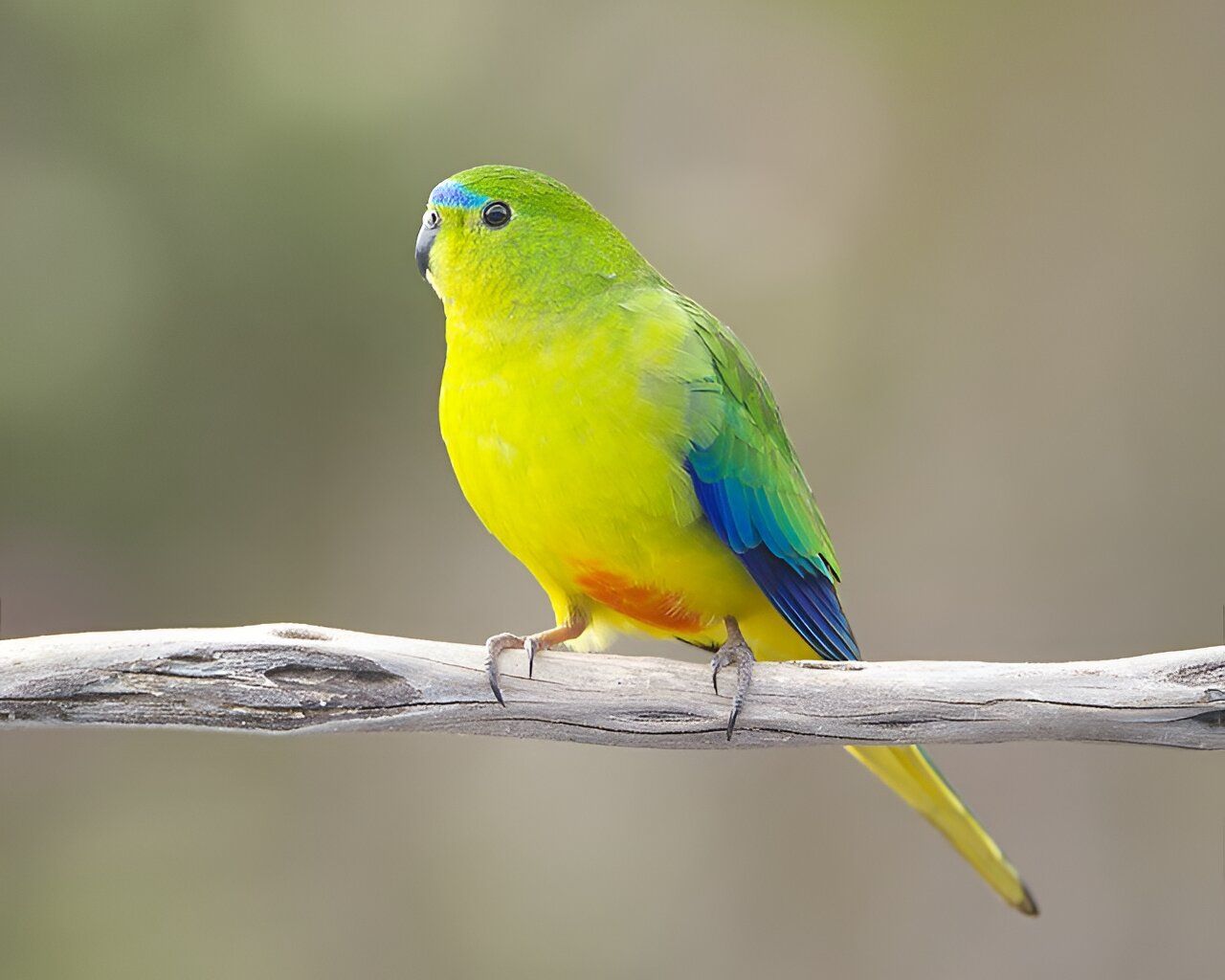 1280x1024 Rare Australian Parrot Faces Multi Virus Threat