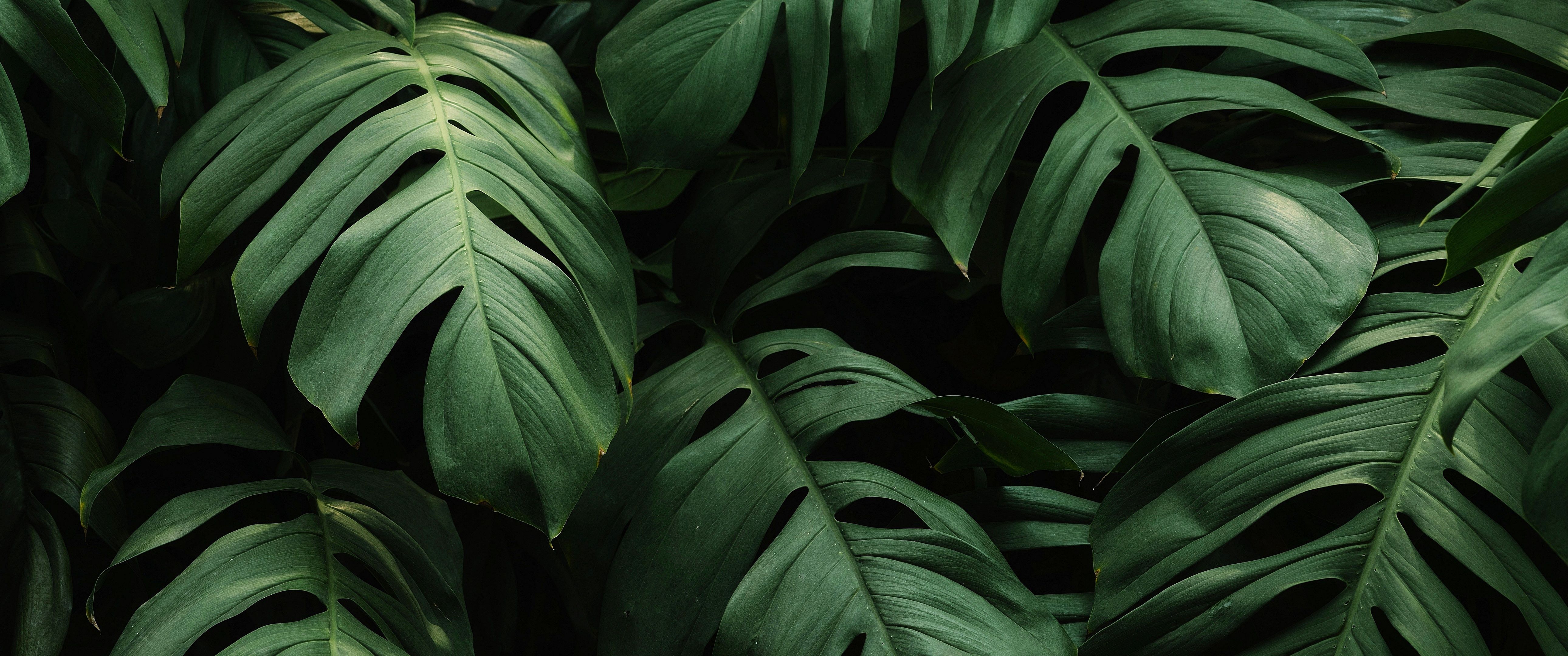 5160x2160 Big, Green Leaves: enhanced [5160x2160]