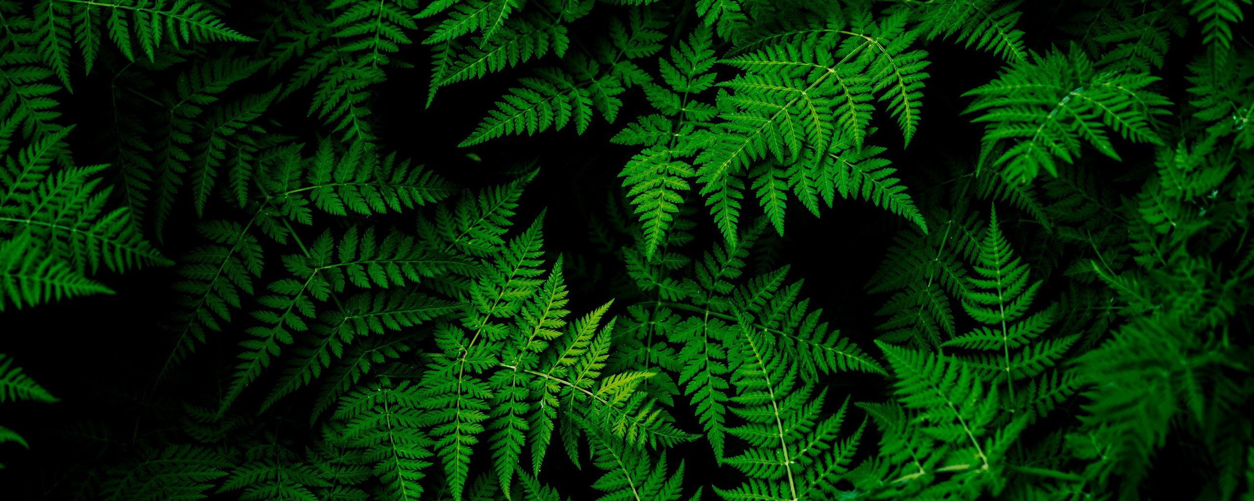 2560x1024 Download wallpaper 2560x1024 leaves, plant, green ultrawide monitor HD background