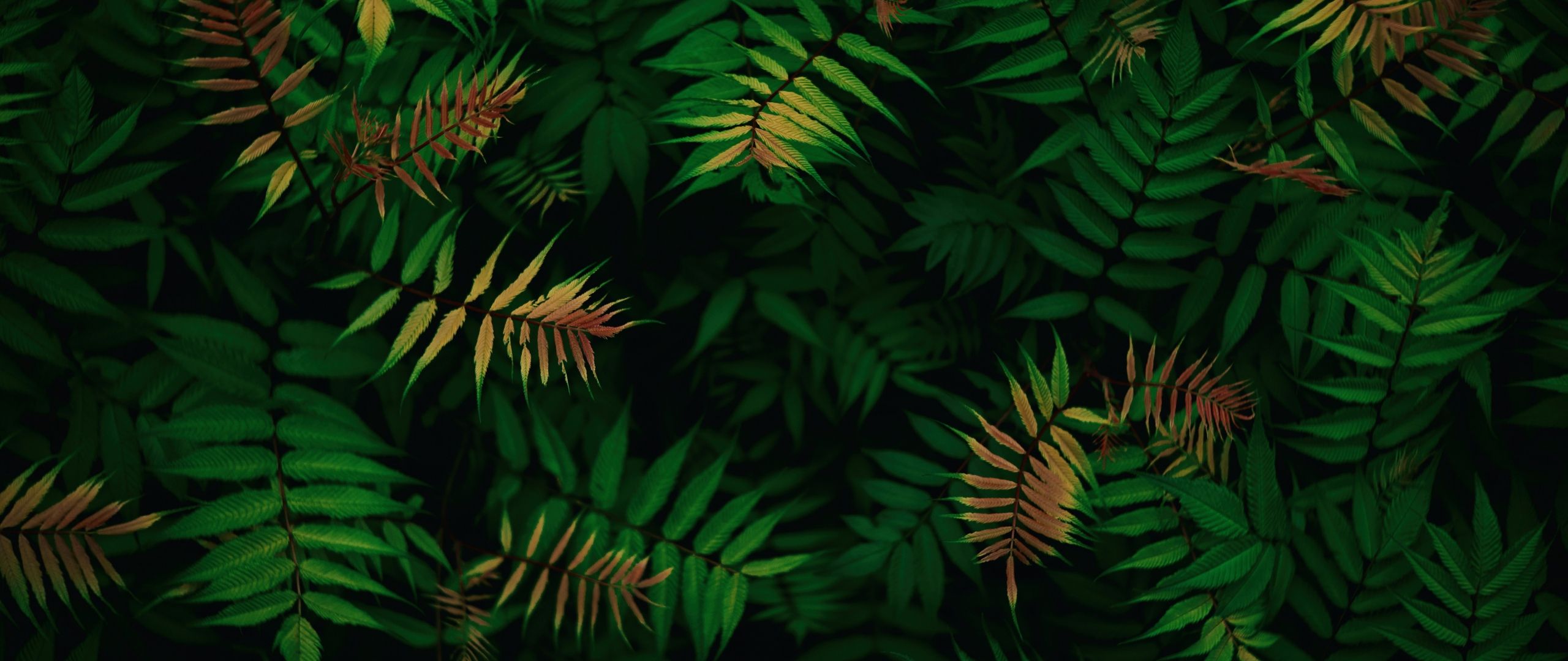 2560x1080 Green leaves Wallpaper 4K, Foliage, Dark green, Tropical