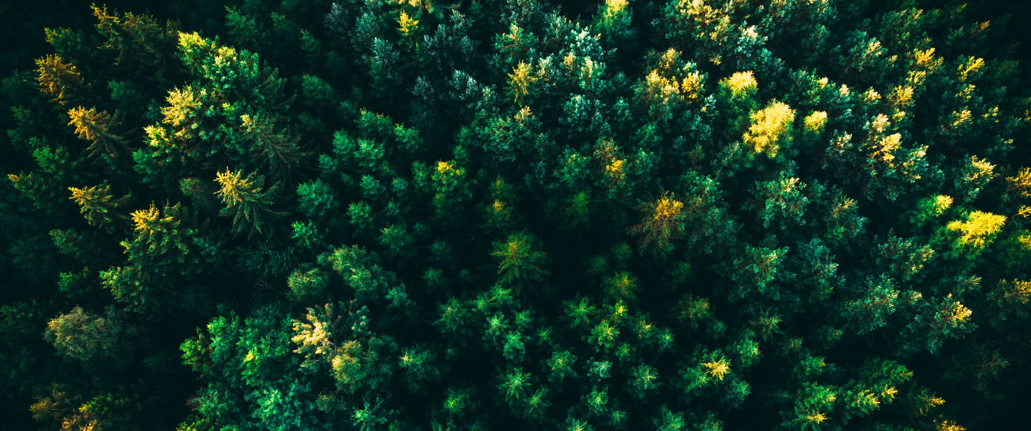 3440x1440 4k Ultrawide Green Wallpaper