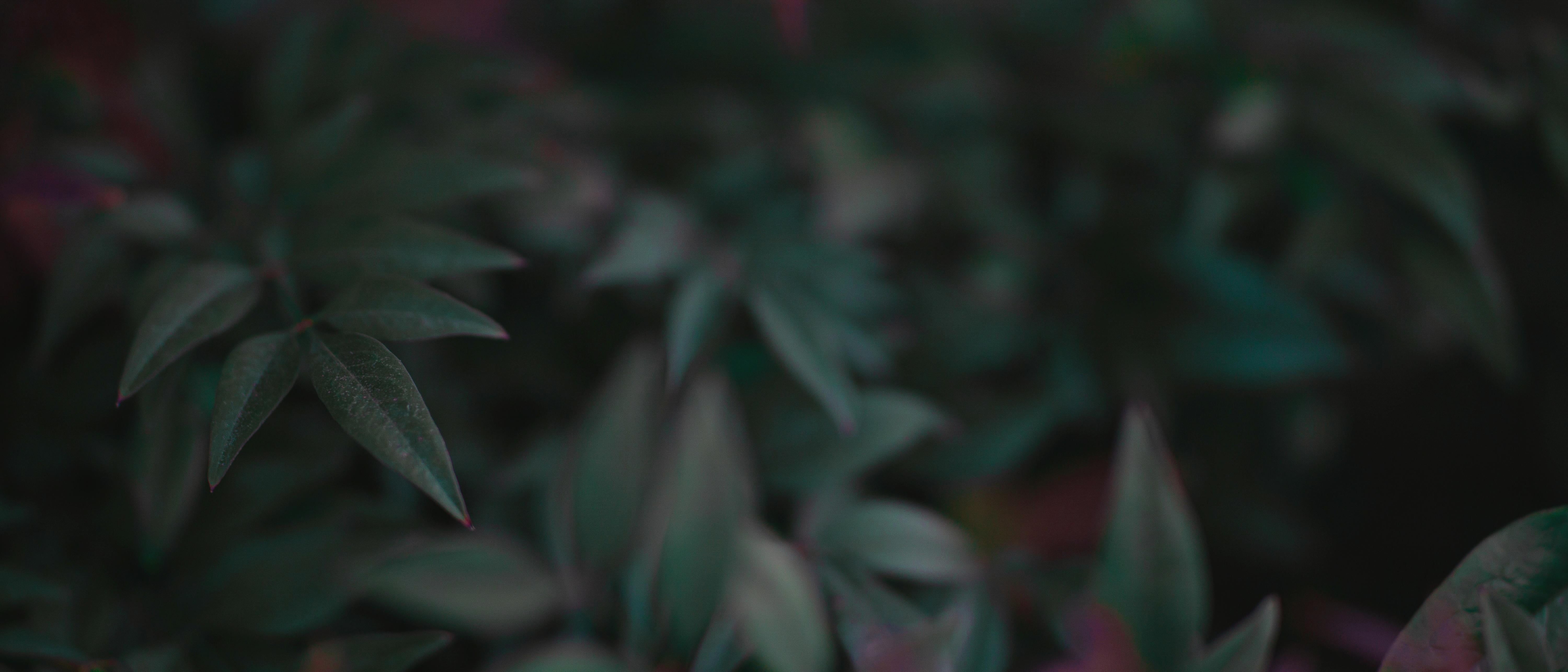 5999x2571 HD wallpaper: plants, leaves, ultrawide, wide screen