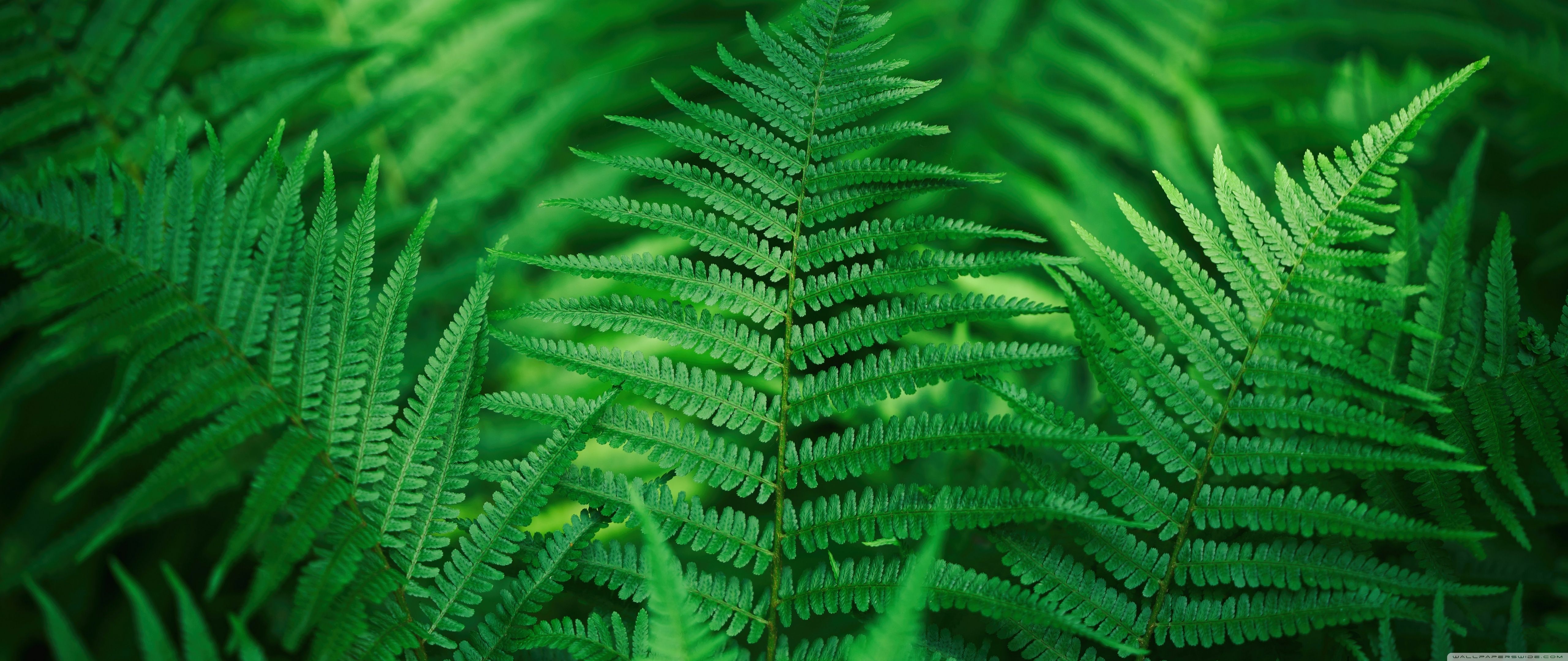 5120x2160 Fern, Leaves, Green, Plants, Flora, Vegetation 4K UHD Wallpaper for UltraHD Desktop and TV : Widescreen and UltraWide Display : Dual Monitor : Smartphone and Tablet Devices
