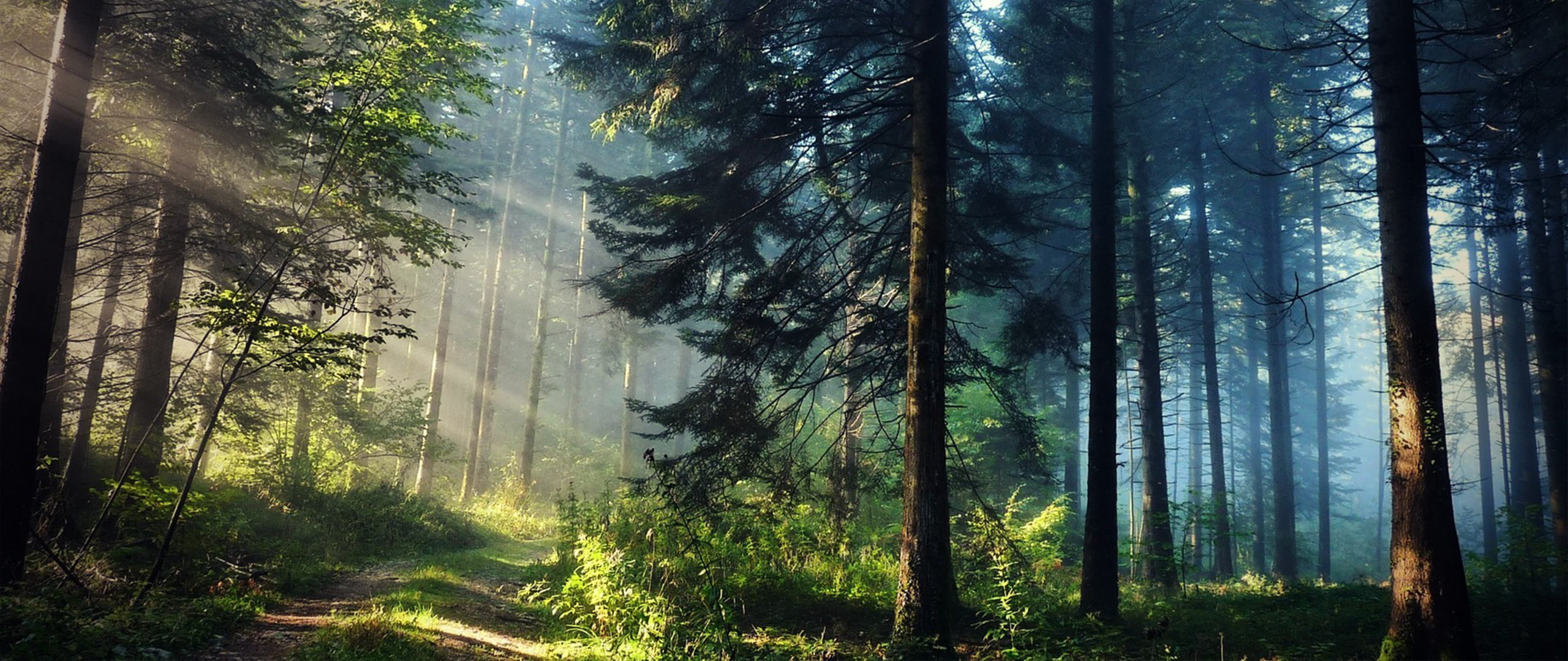 2560x1080 Green Leafed Trees, Ultra Wide, Photography, Nature, Trees HD Wallpaper