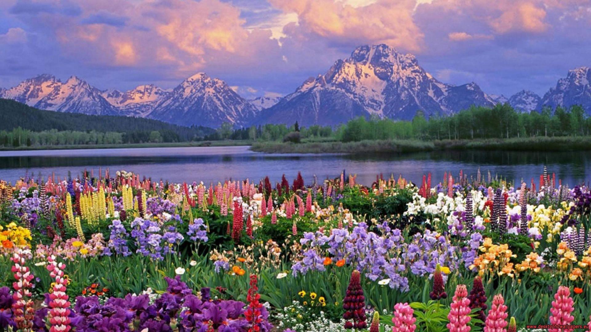 1920x1080 Flower garden in front of moutain HD wallpaperx1080