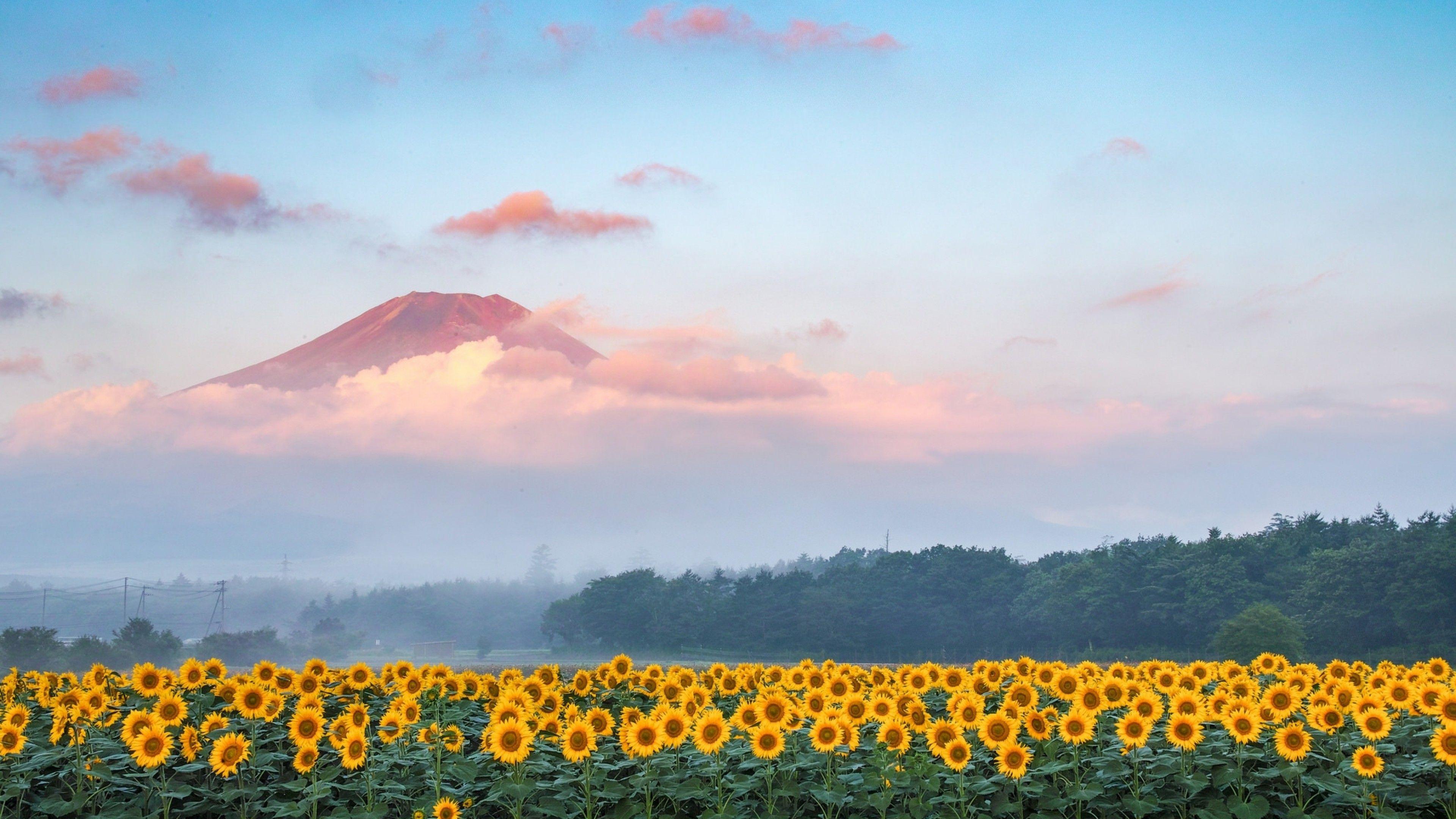 3840x2160 Download 3840x2160 Sunflowers, Garden, Mountain, Clouds, Sky, Forest Wallpaper for UHD TV