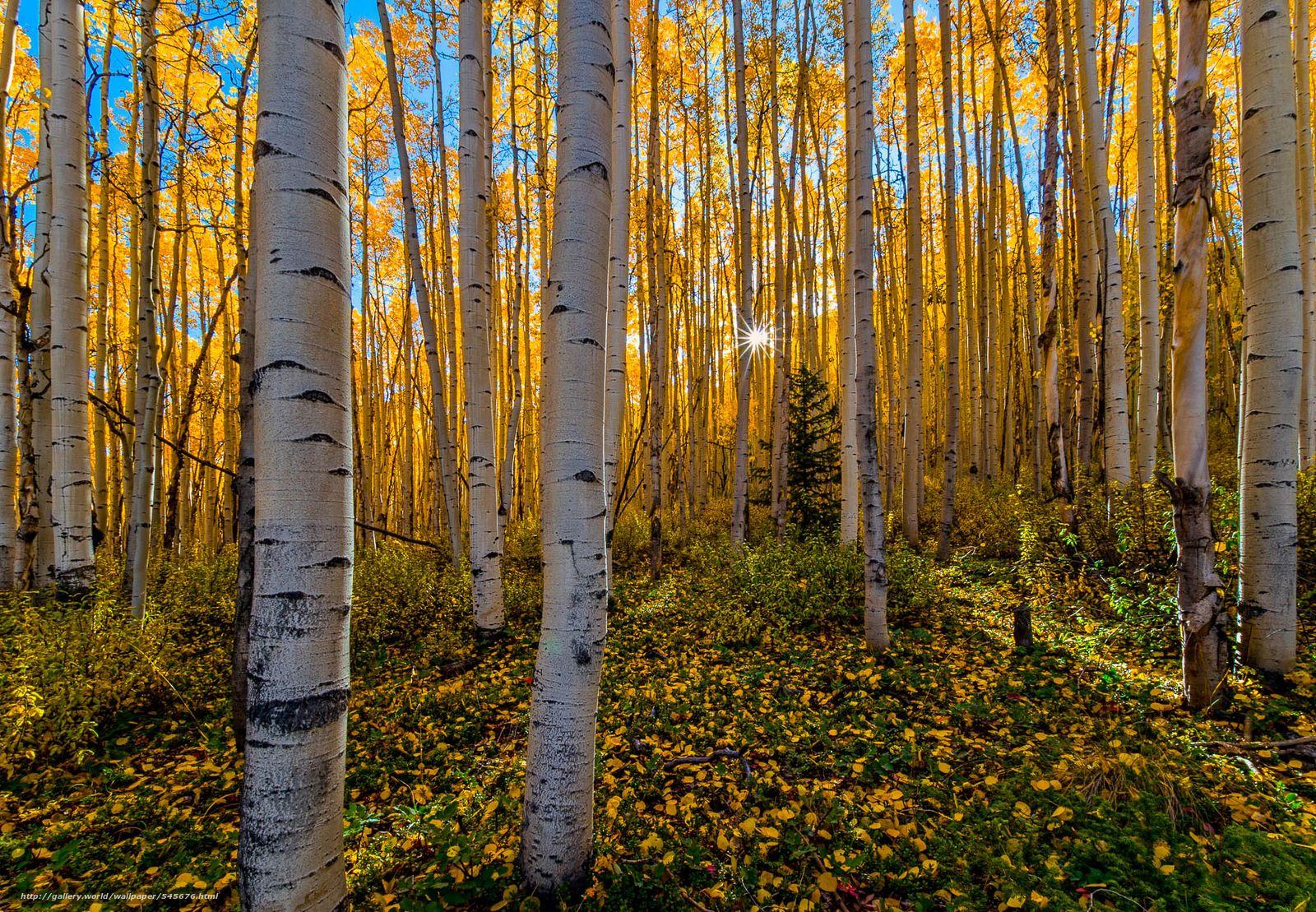 1600x1109 Download wallpaper autumn, fall color, forest, Colorado's rocky mountains free desktop wallpaper in the resolution 2048x1419