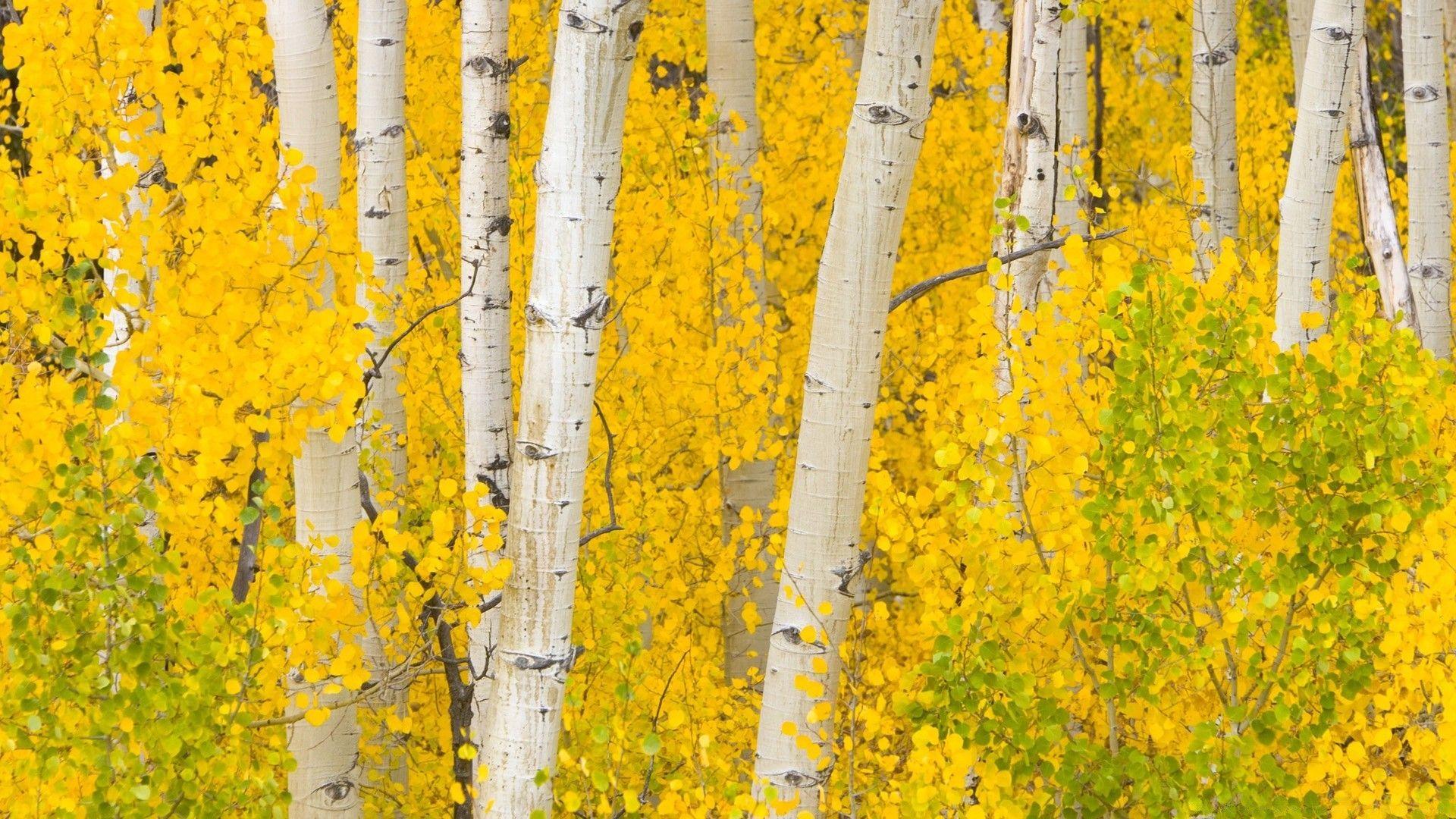 1920x1080 Golden Aspens, Rocky Mountains, Colorado