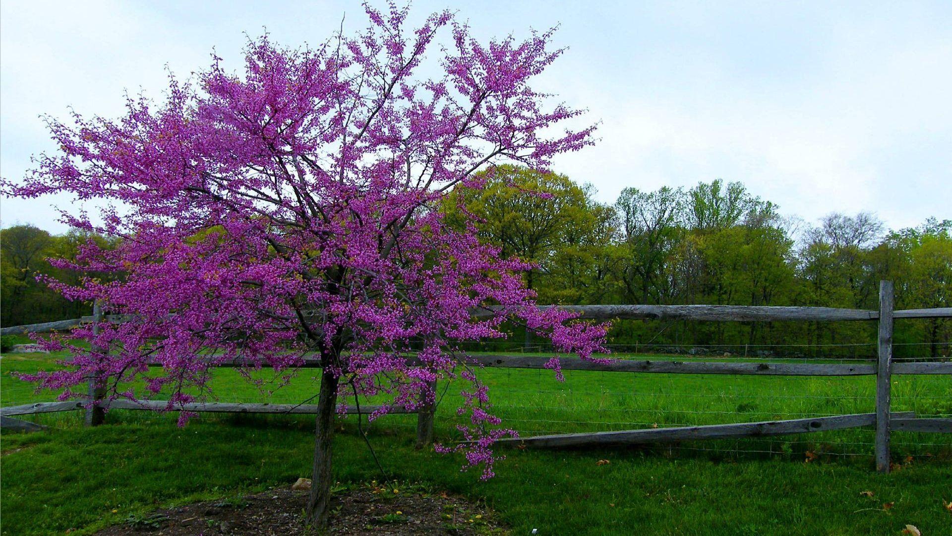 1920x1080 Redbud Tag wallpaper: PRETTY PINK Flowers Tree Cascade Chinese