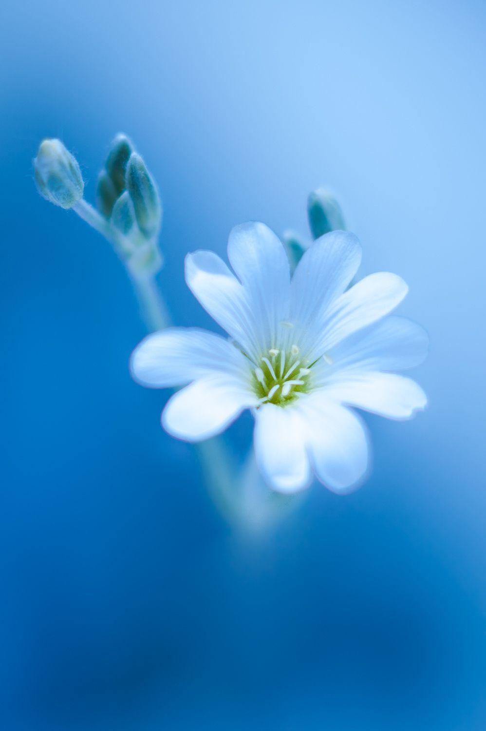 998x1500 White and Blue. Beautiful flowers wallpaper, Cute flower wallpaper, Flower wallpaper