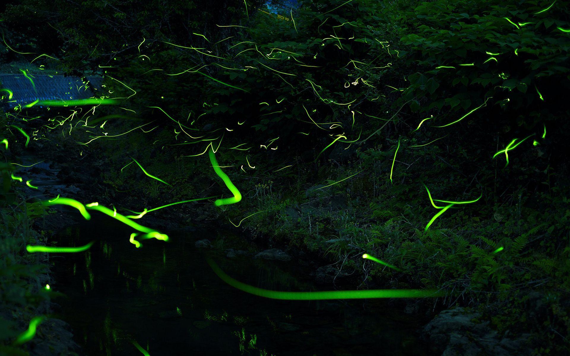1920x1200 Firefly flies night lights timelapse manipulation photography forest psychedelic abstract glow bright wallpaperx1200