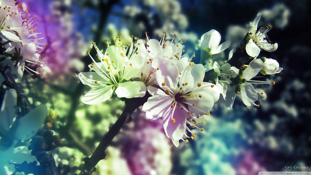 High Resolution Spring Wallpapers - Top Free High Resolution Spring ...