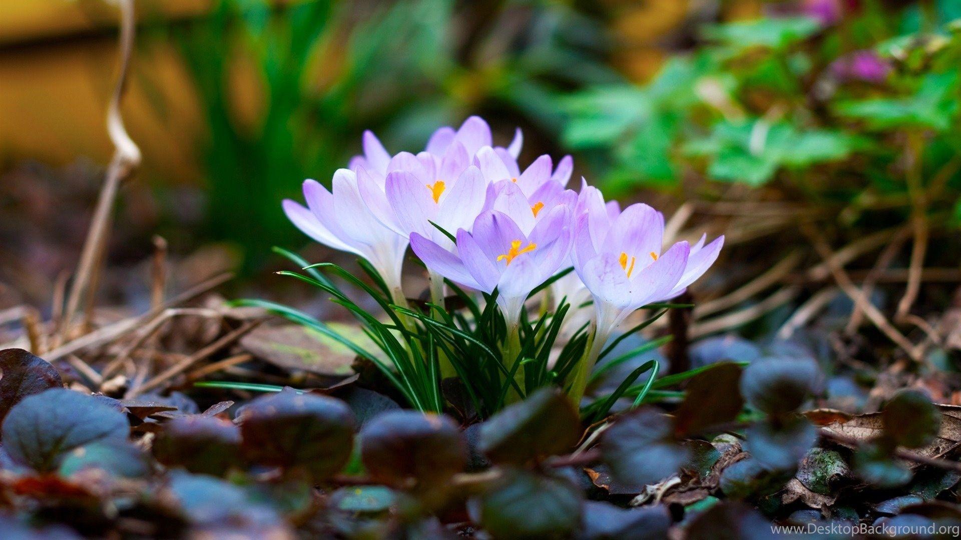 High Resolution Spring Wallpapers - Top Free High Resolution Spring ...