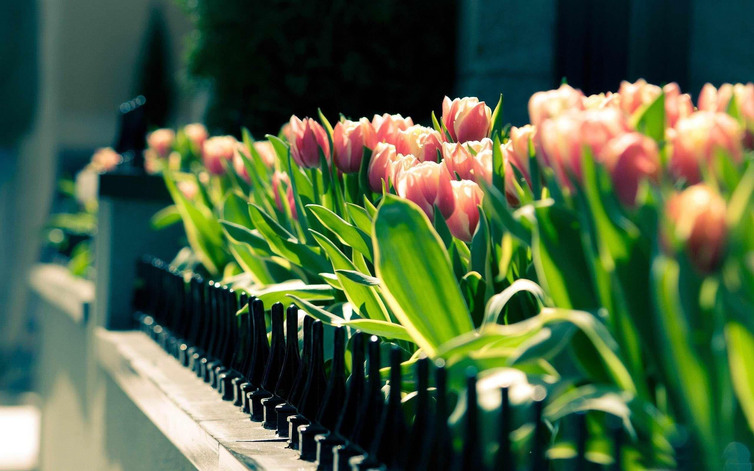 High Resolution Spring Wallpapers - Top Free High Resolution Spring ...