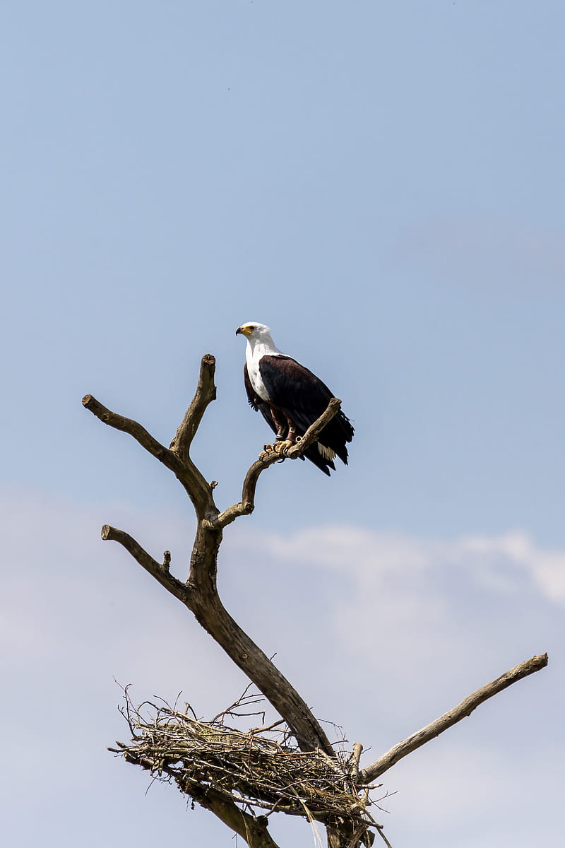 800x1200 HD eagles nest wallpaper