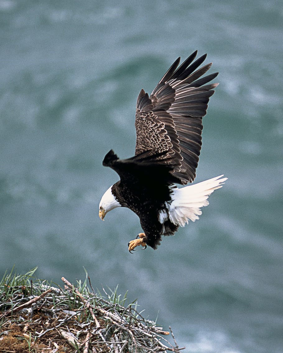 910x1136 Bald eagles nest 1080P, 2K, 4K, 5K HD wallpaper free download