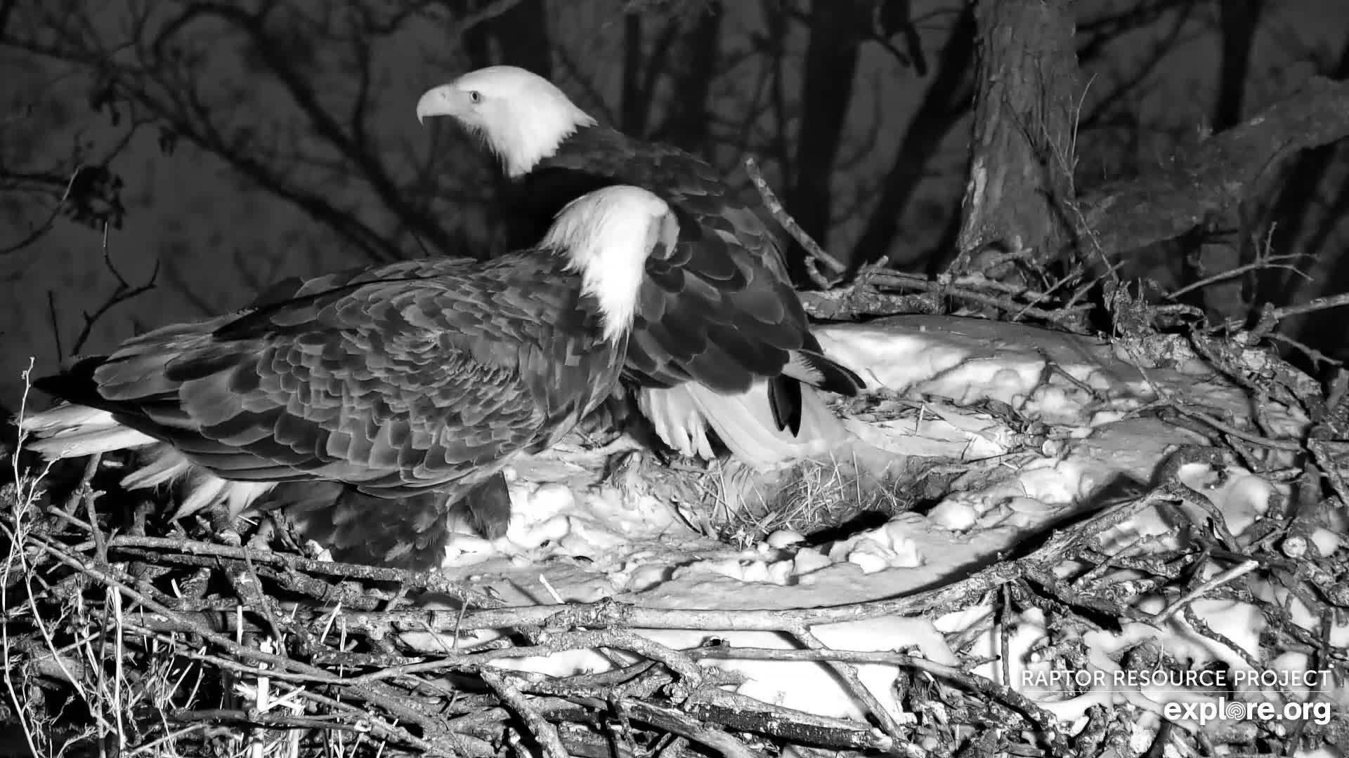 1920x1080 Raptor Resource Project: Bald Eagle and Bird of Prey Cams