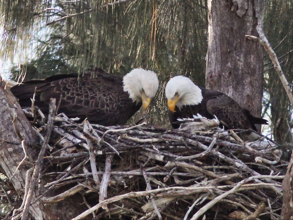 1024x768 Parents Joy Left And Pride Look Into Nest 2 20140117