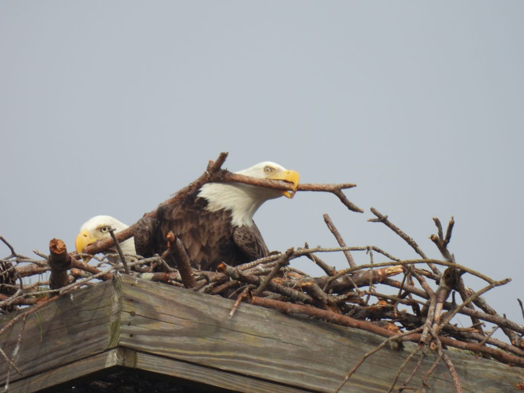 1024x768 Eagles are readying for our 2022 Bald Eagle Nesting Season Walks with Judy