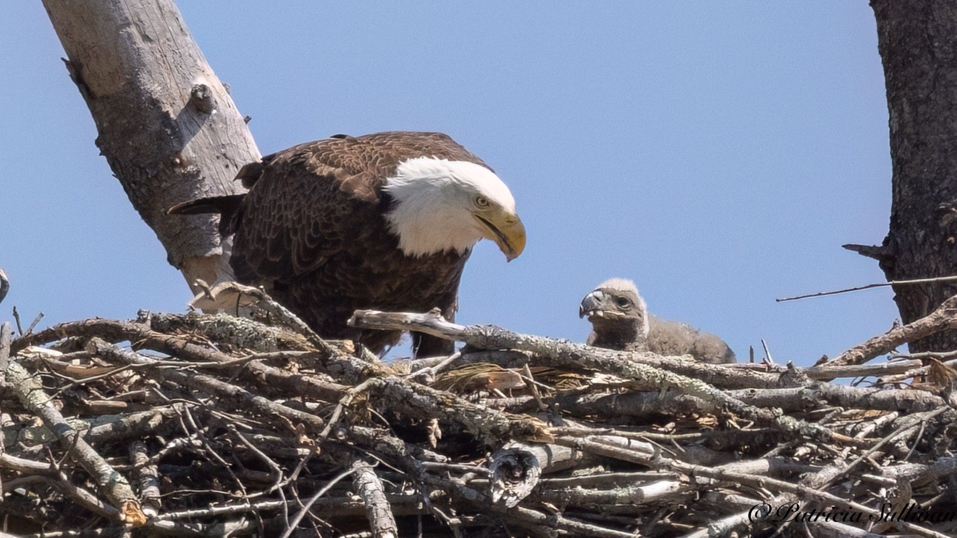 1920x1080 PHOTOS: Bald eagle family nests in East Windsor