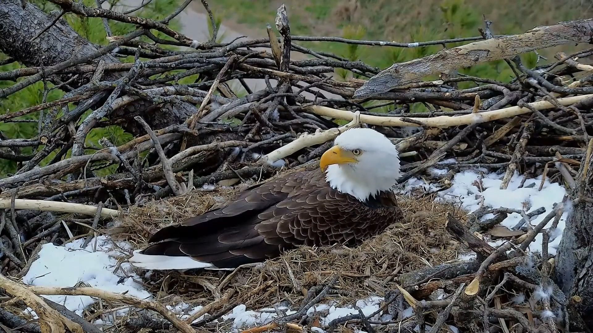 1920x1080 Raptor Resource Project: Bald Eagle and Bird of Prey Cams