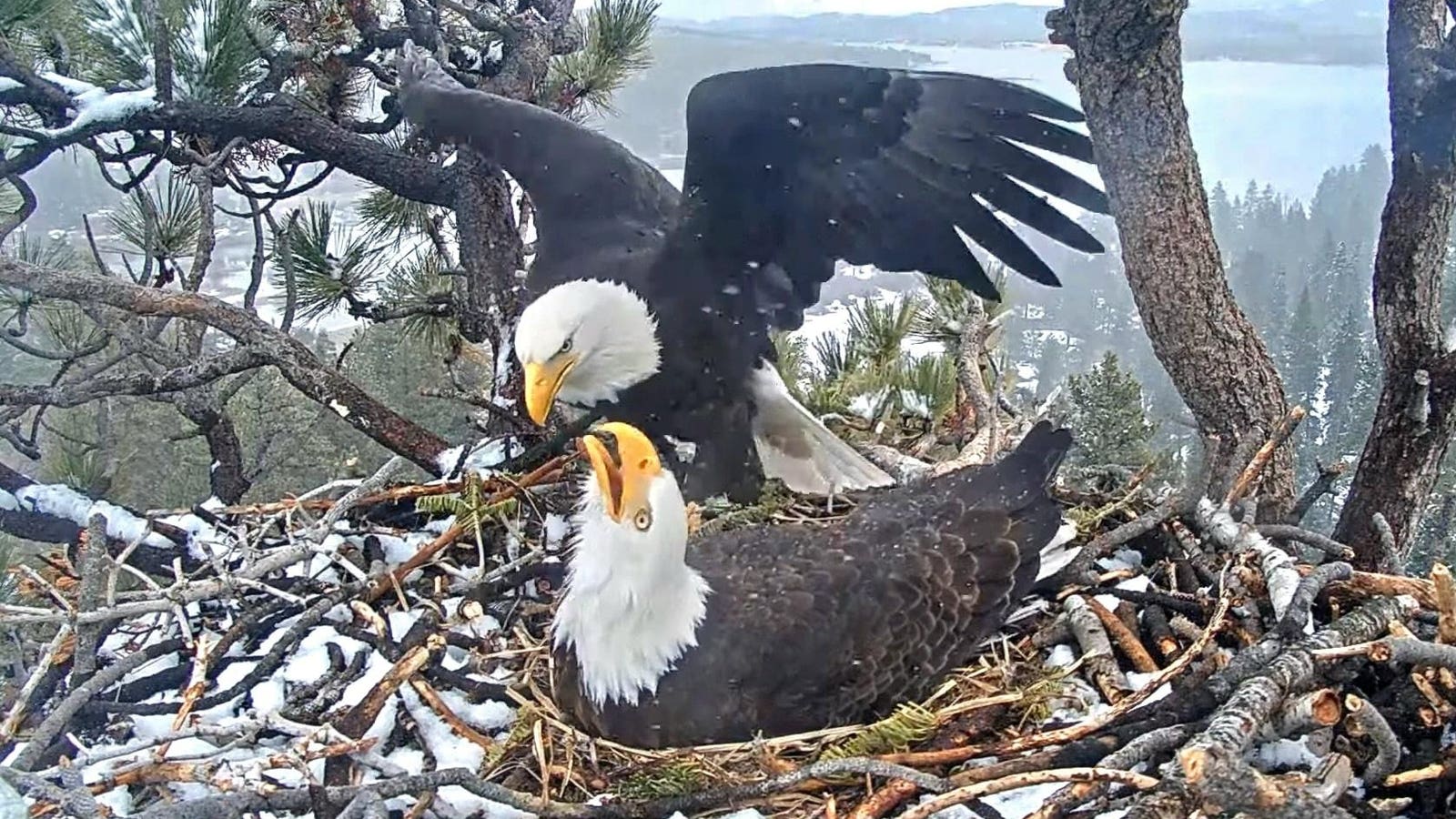 1600x900 Hope Fades As Celebrity Bald Eagle Eggs Unlikely To Hatch